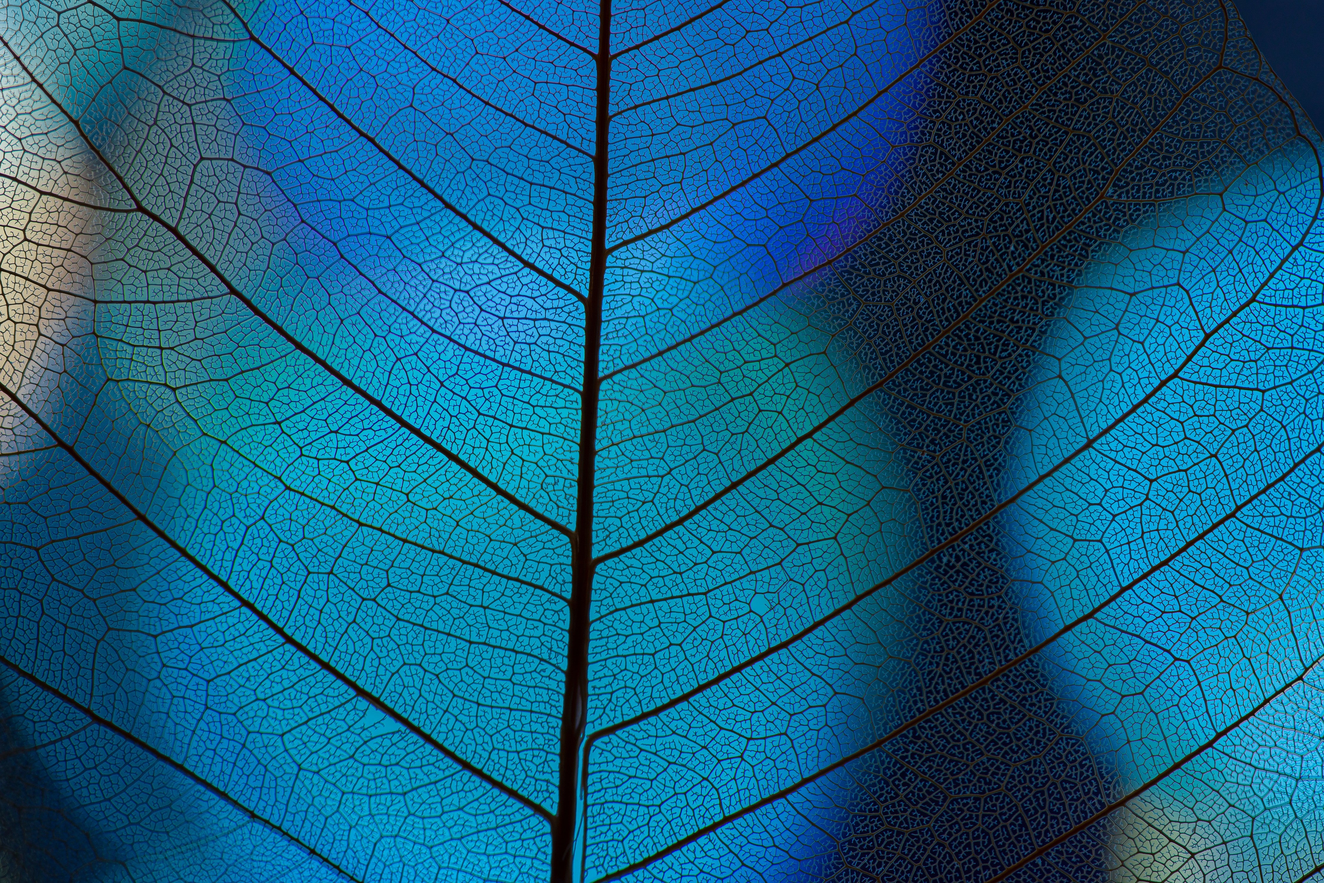 Wandverkleidung Schlafzimmer-Blaues Blattmuster – Natur Wanddeko