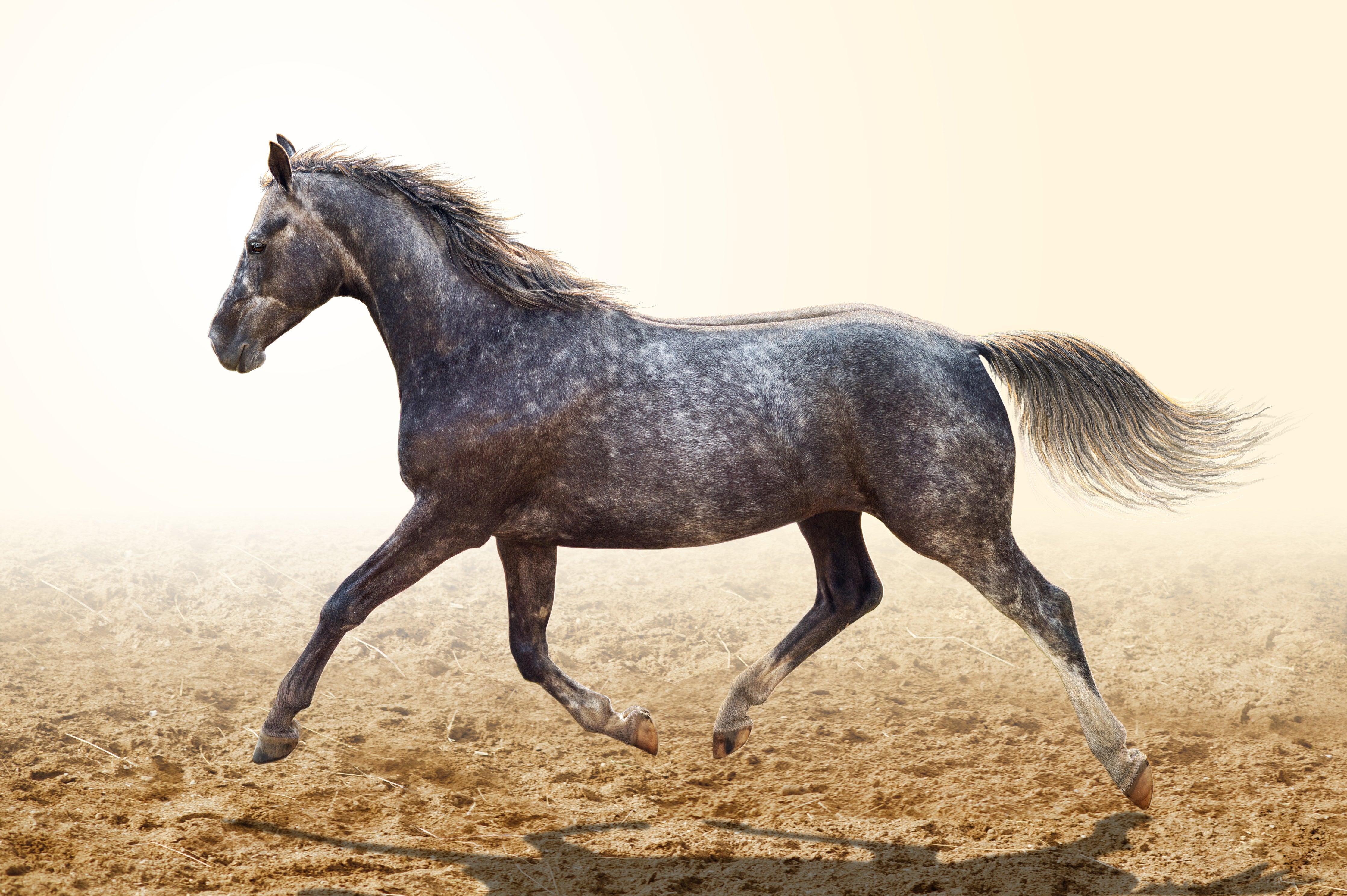 Wandverkleidung Schlafzimmer-Ein graues Pferd reitend auf einem Feld