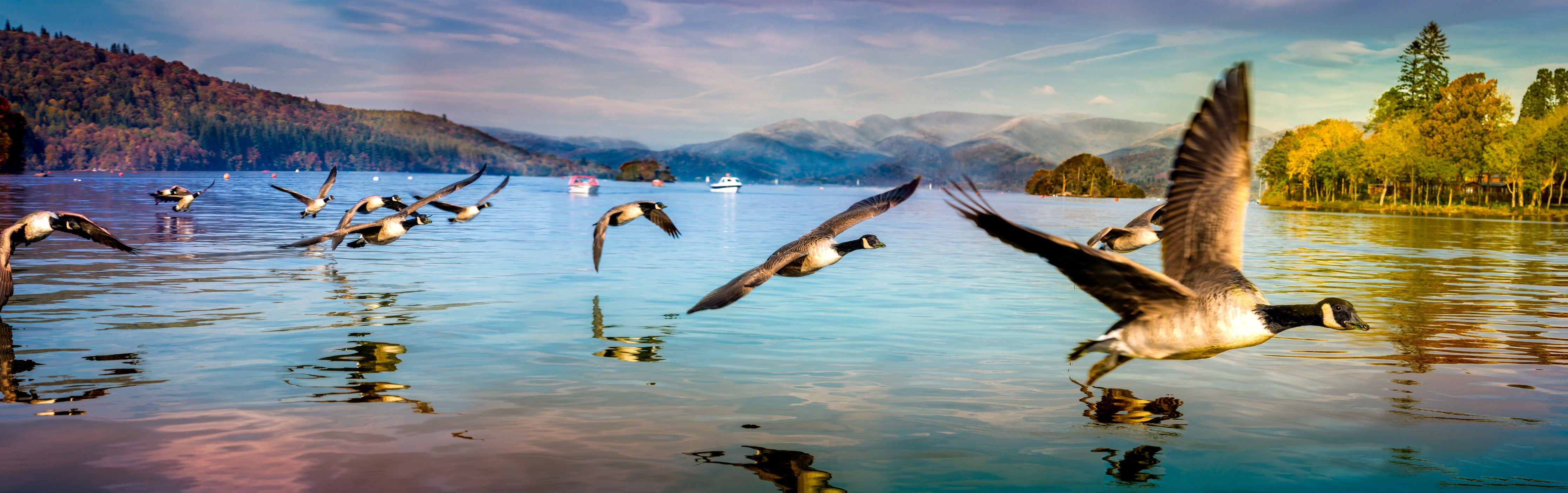 Wandverkleidung Schlafzimmer-Entenschwarm am Lake Windermere