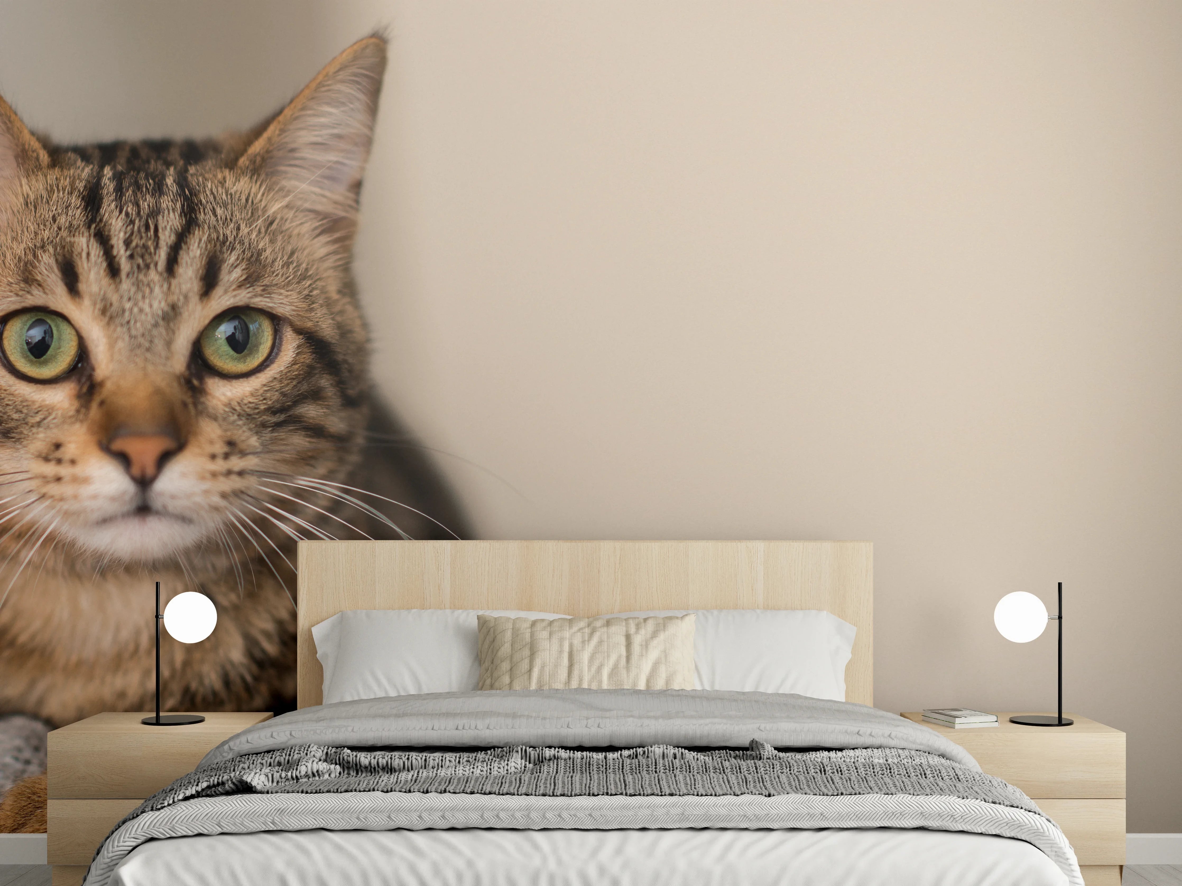 Wandverkleidung Schlafzimmer - Entspannte Hauskatze in Beige-Braun