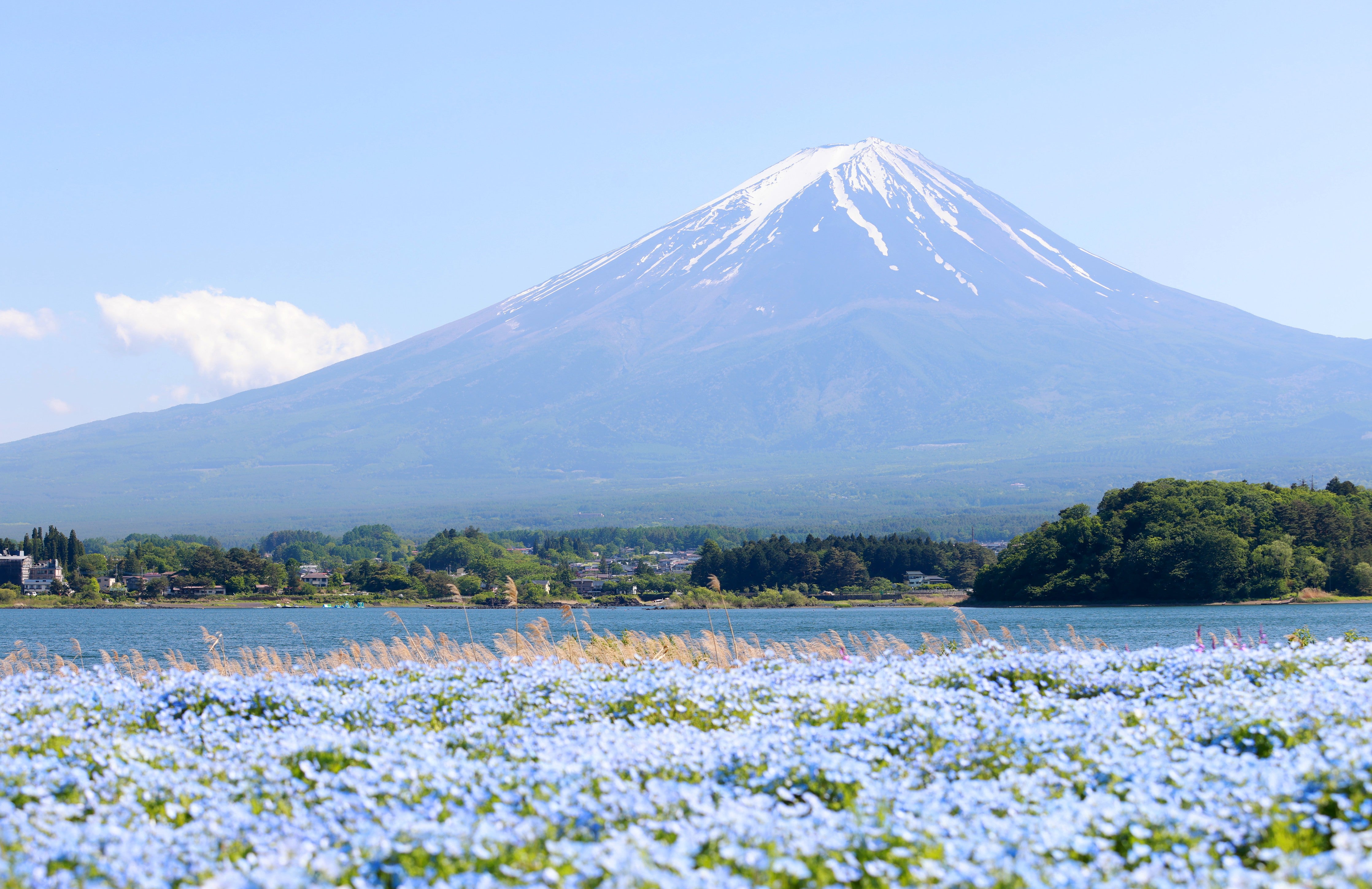 Wandverkleidung Schlafzimmer-Frühling am Fuji: Blütenpracht & See