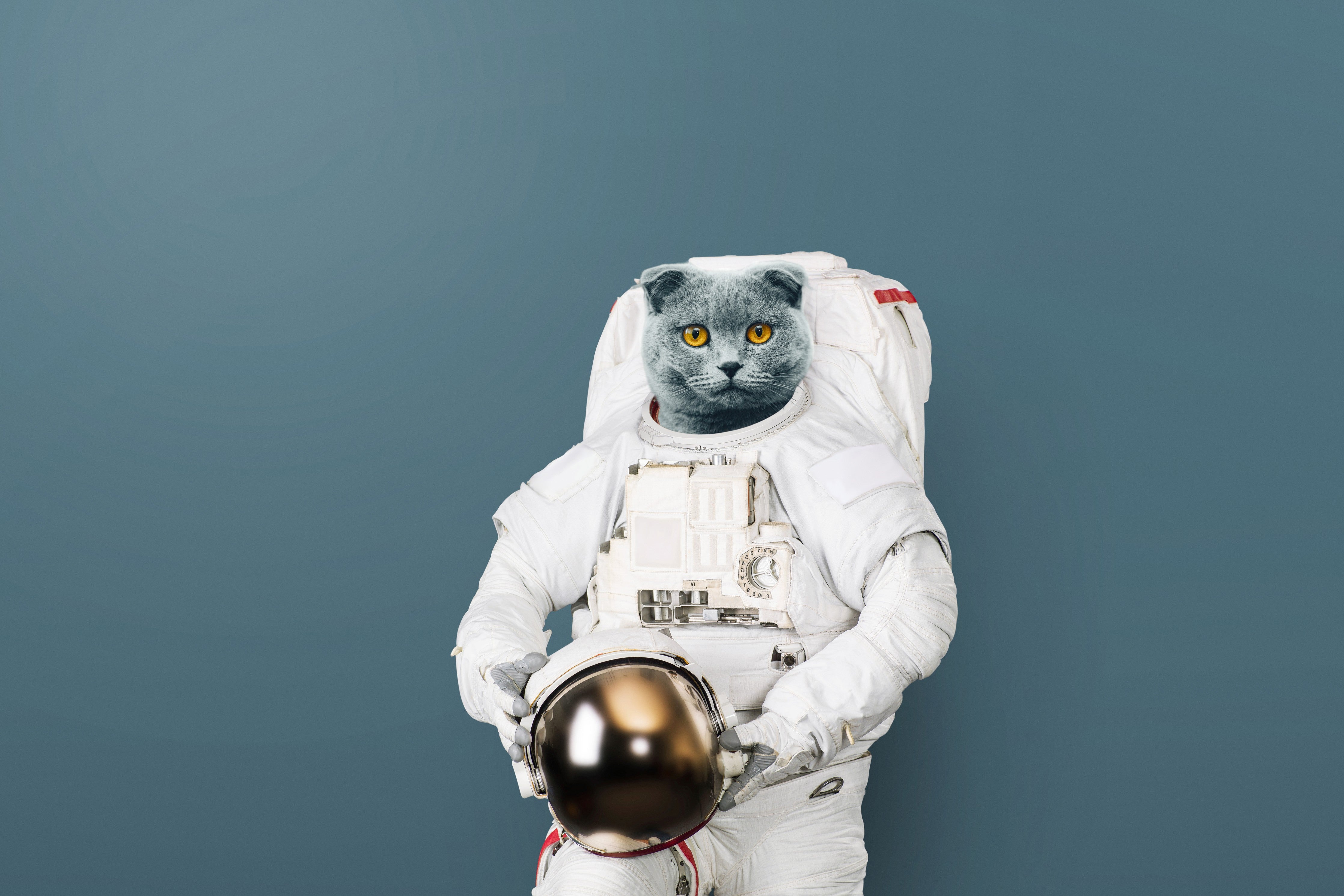 Wandverkleidung Schlafzimmer-Katzen-Astronaut Grau-Helm