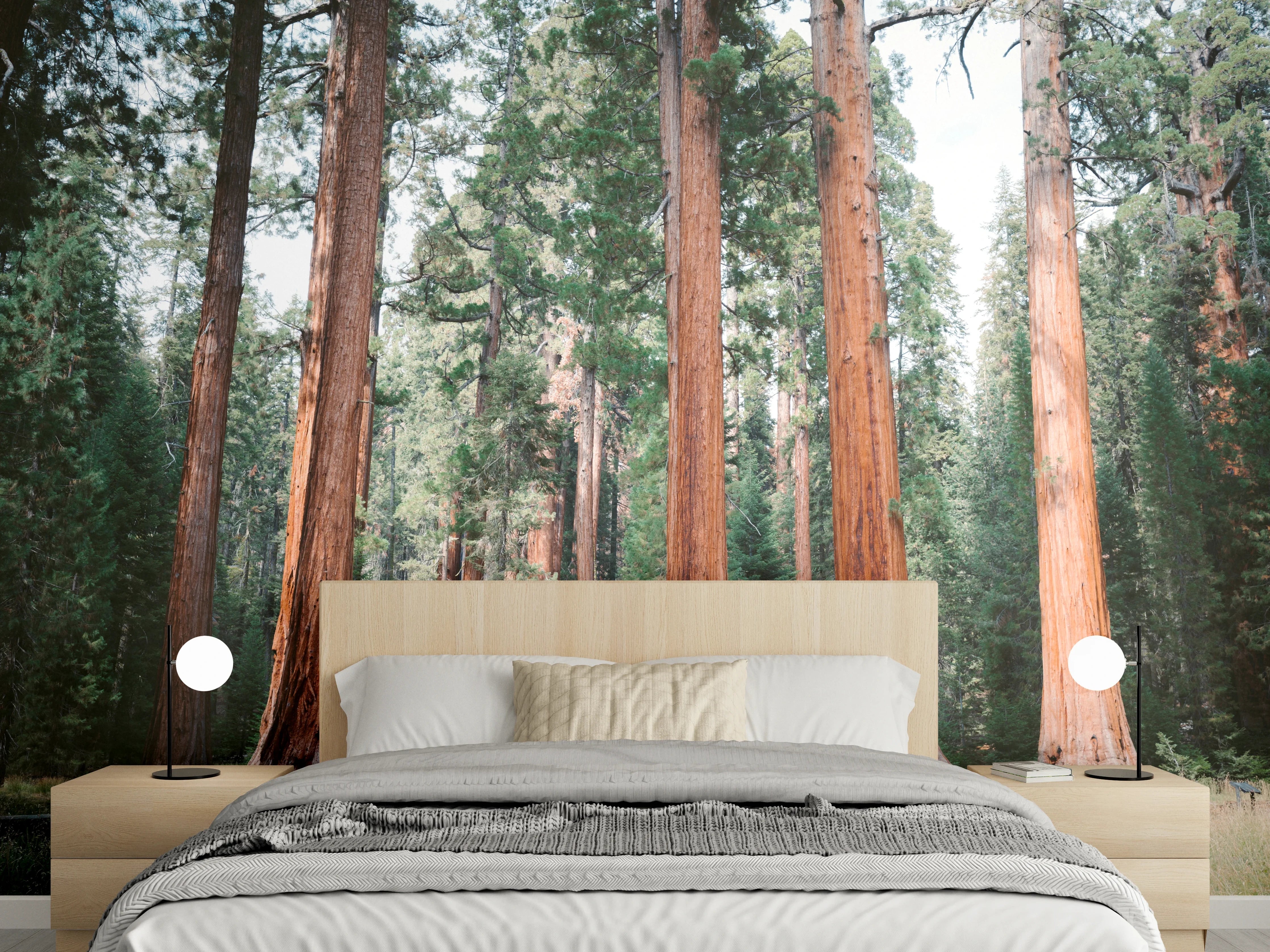 Wandverkleidung Schlafzimmer - Majestätische Mammutbäume Wald Panorama