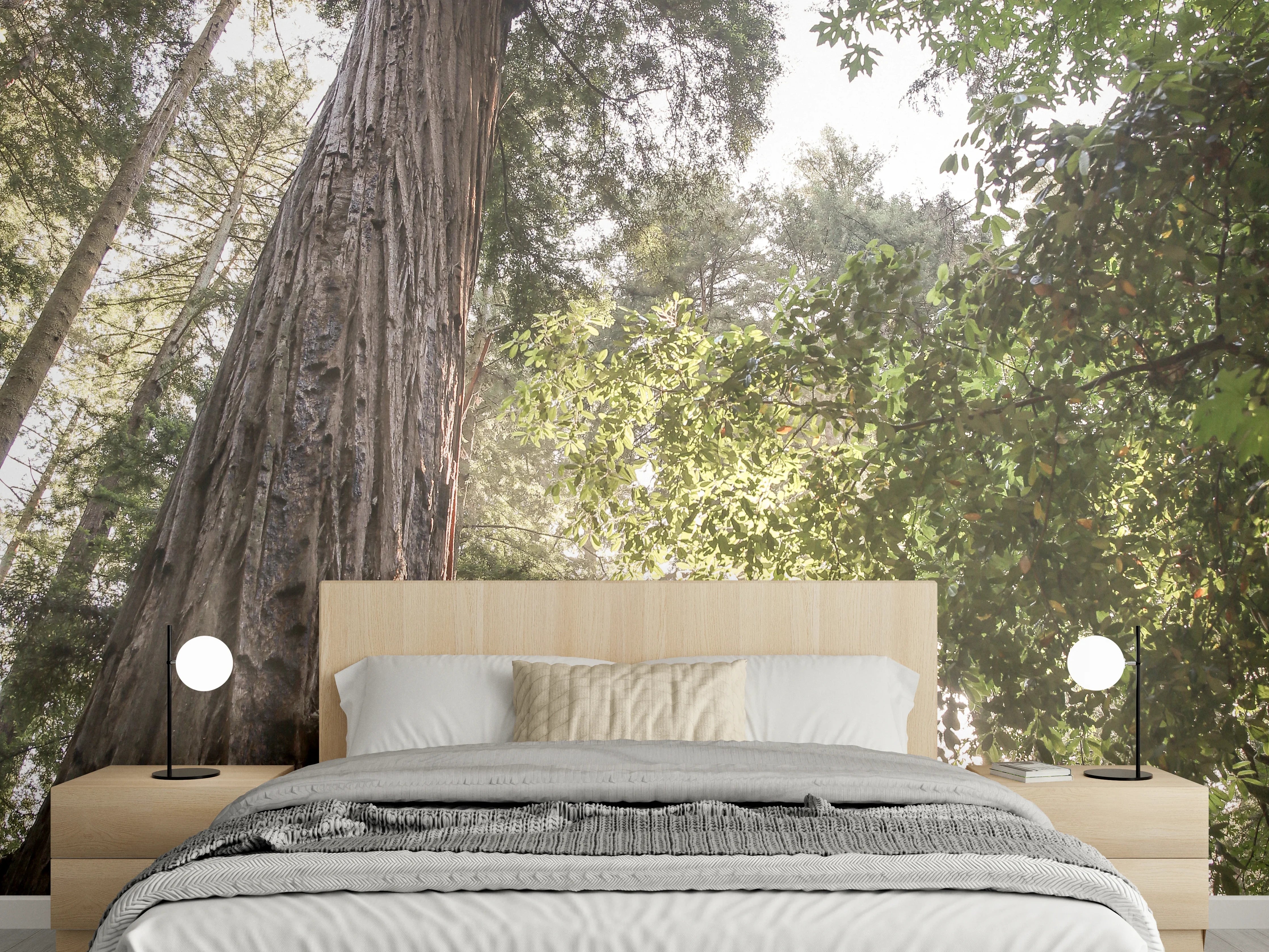 Wandverkleidung Schlafzimmer - Majestätische Wälder Naturfotografie
