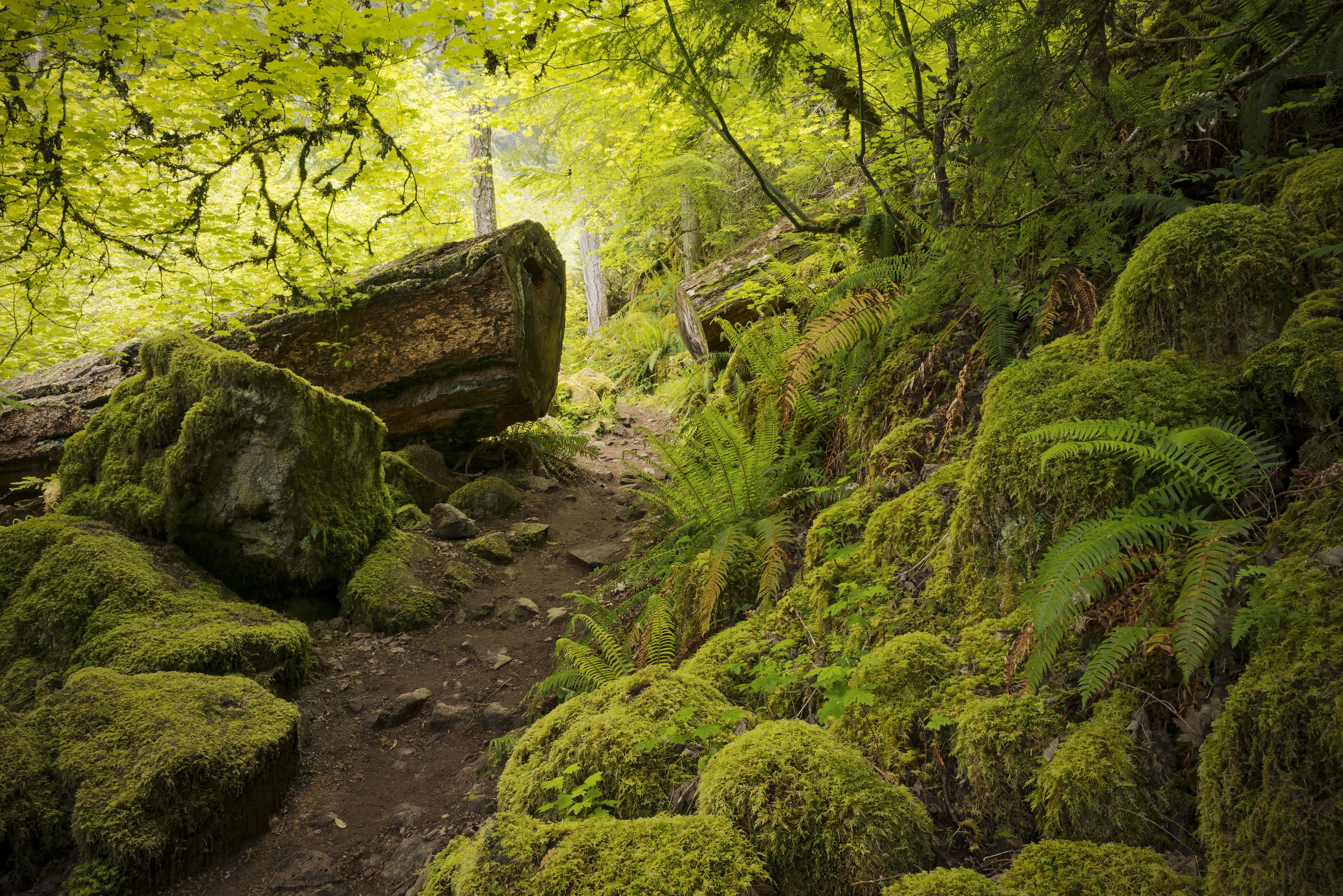 Wandverkleidung Schlafzimmer-Moosiger Waldweg Naturmotiv