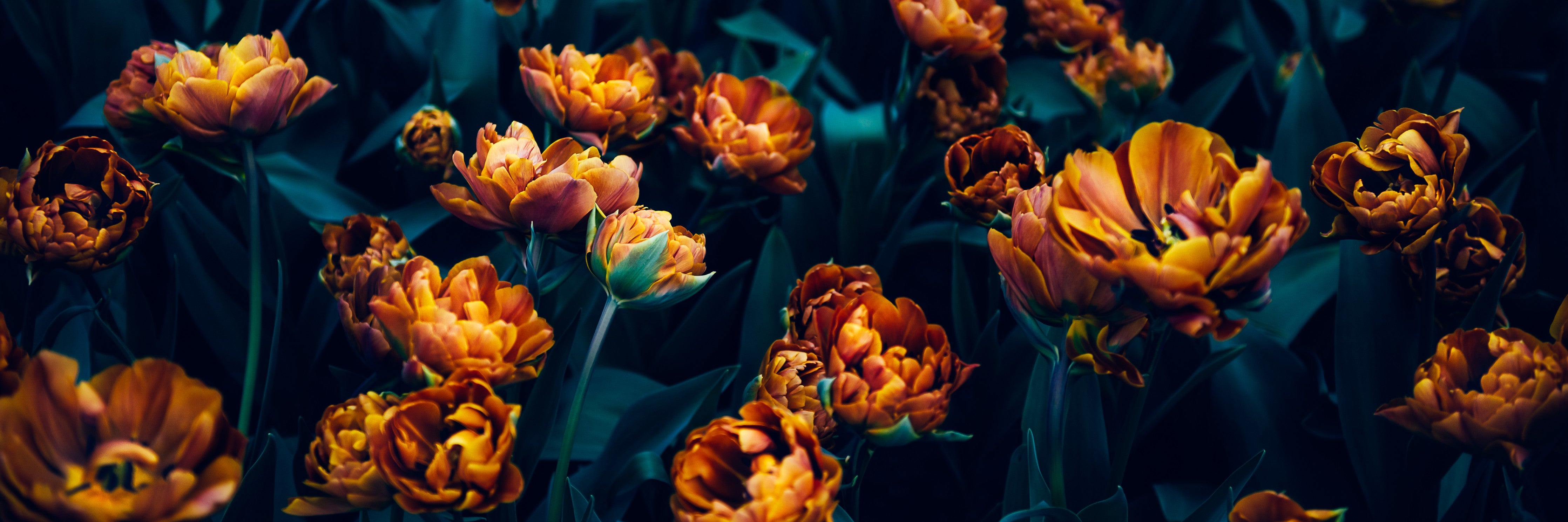 Wandverkleidung Schlafzimmer-Mystische orangefarbene Tulpen im Dunkel