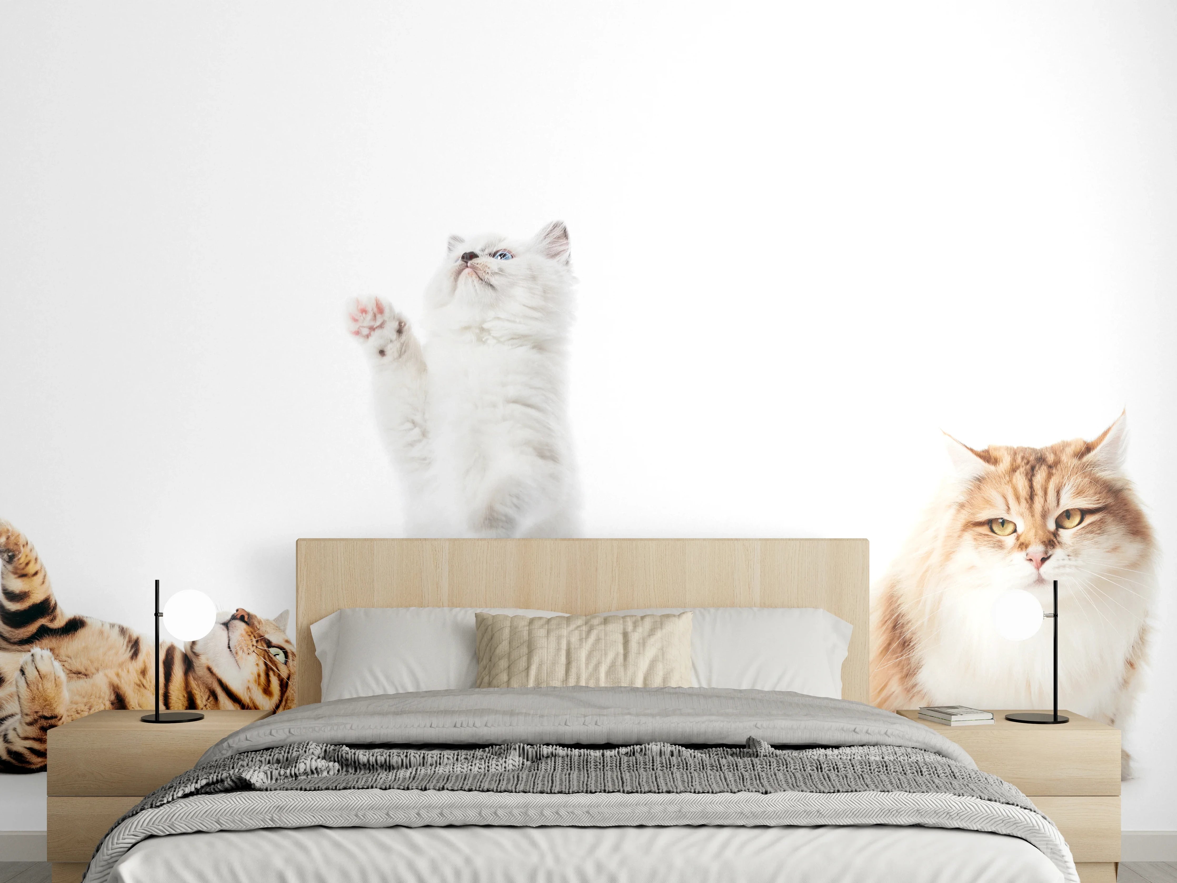 Wandverkleidung Schlafzimmer - Reinrassige Katzen Weiß-Sammlung