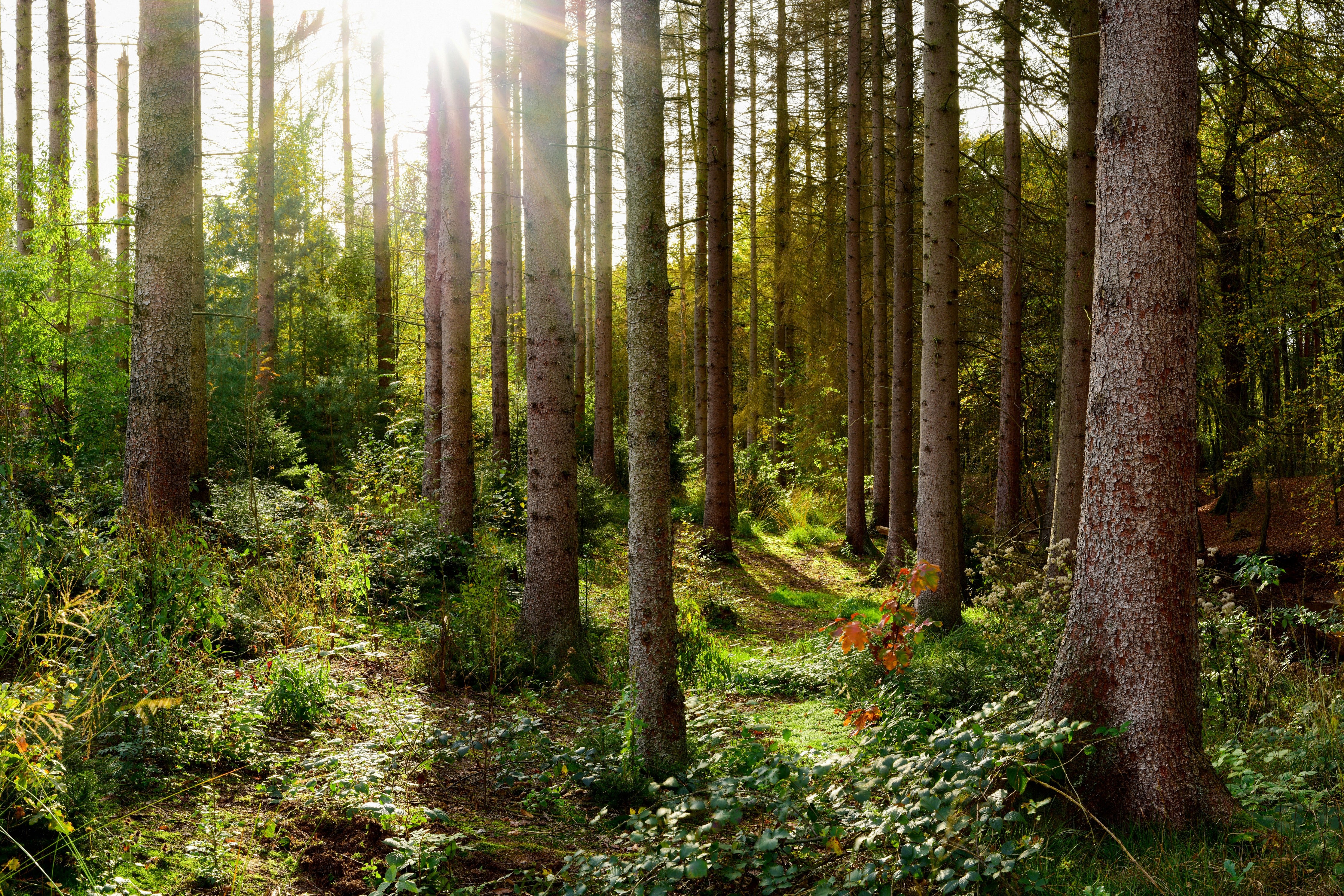 Wandverkleidung Schlafzimmer-Schöner Fichtenwald im Herbst