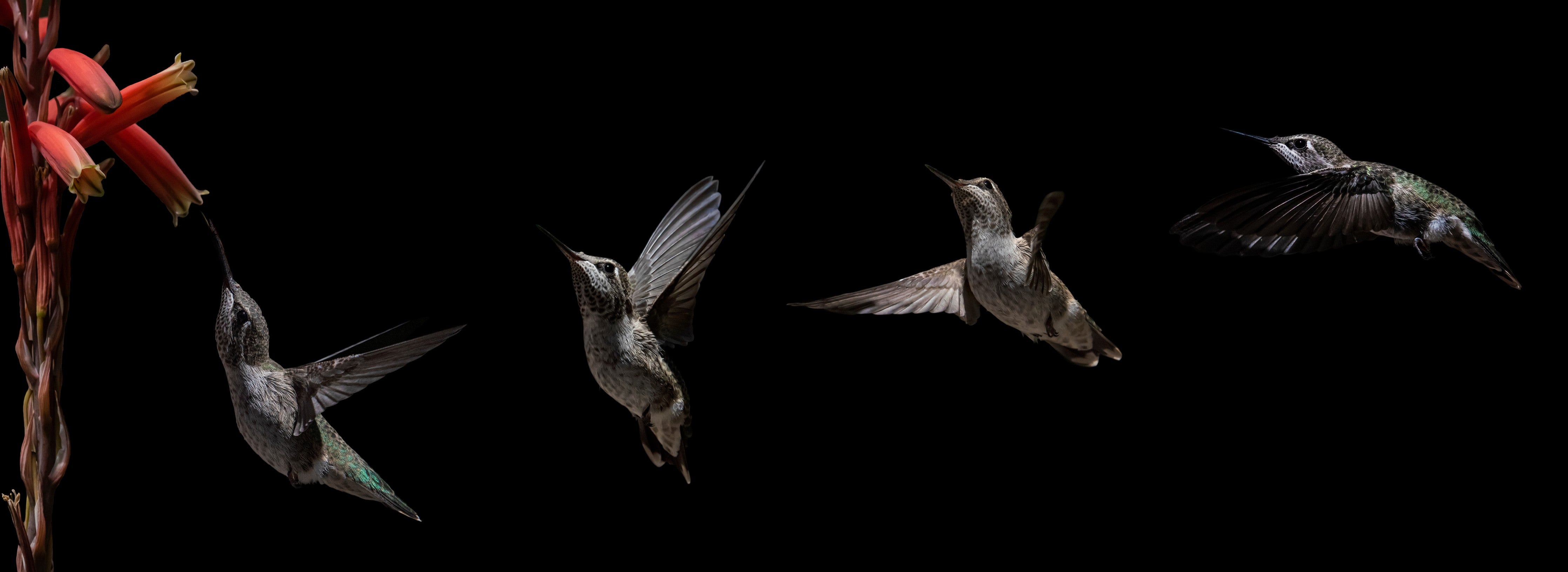 Wandverkleidung Schlafzimmer-Schwarzkinnkolibri Vogel mit Schwarzem Hintergrund