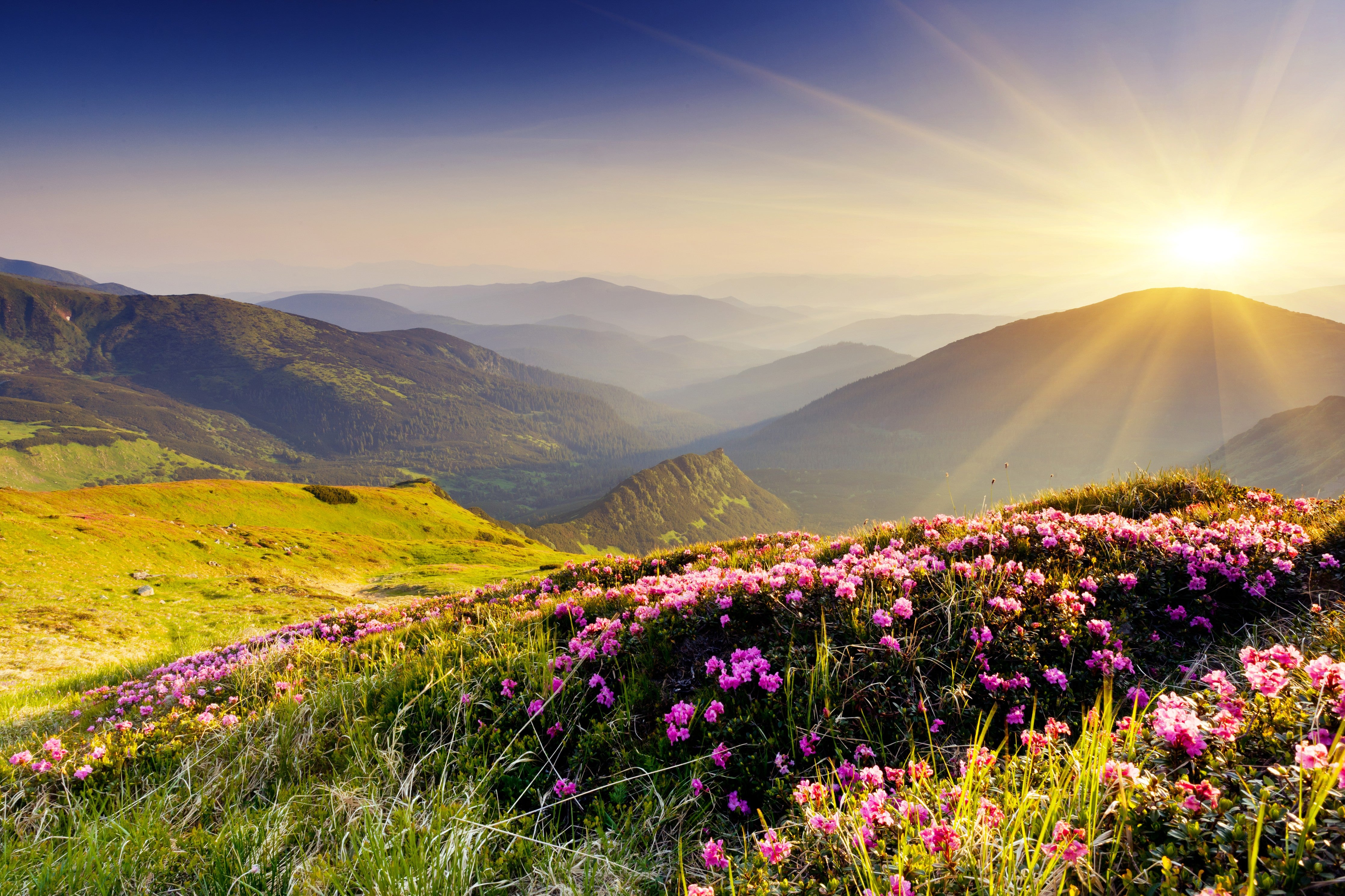 Wandverkleidung Schlafzimmer-Sonnenaufgang Berge mit Blumenwiese