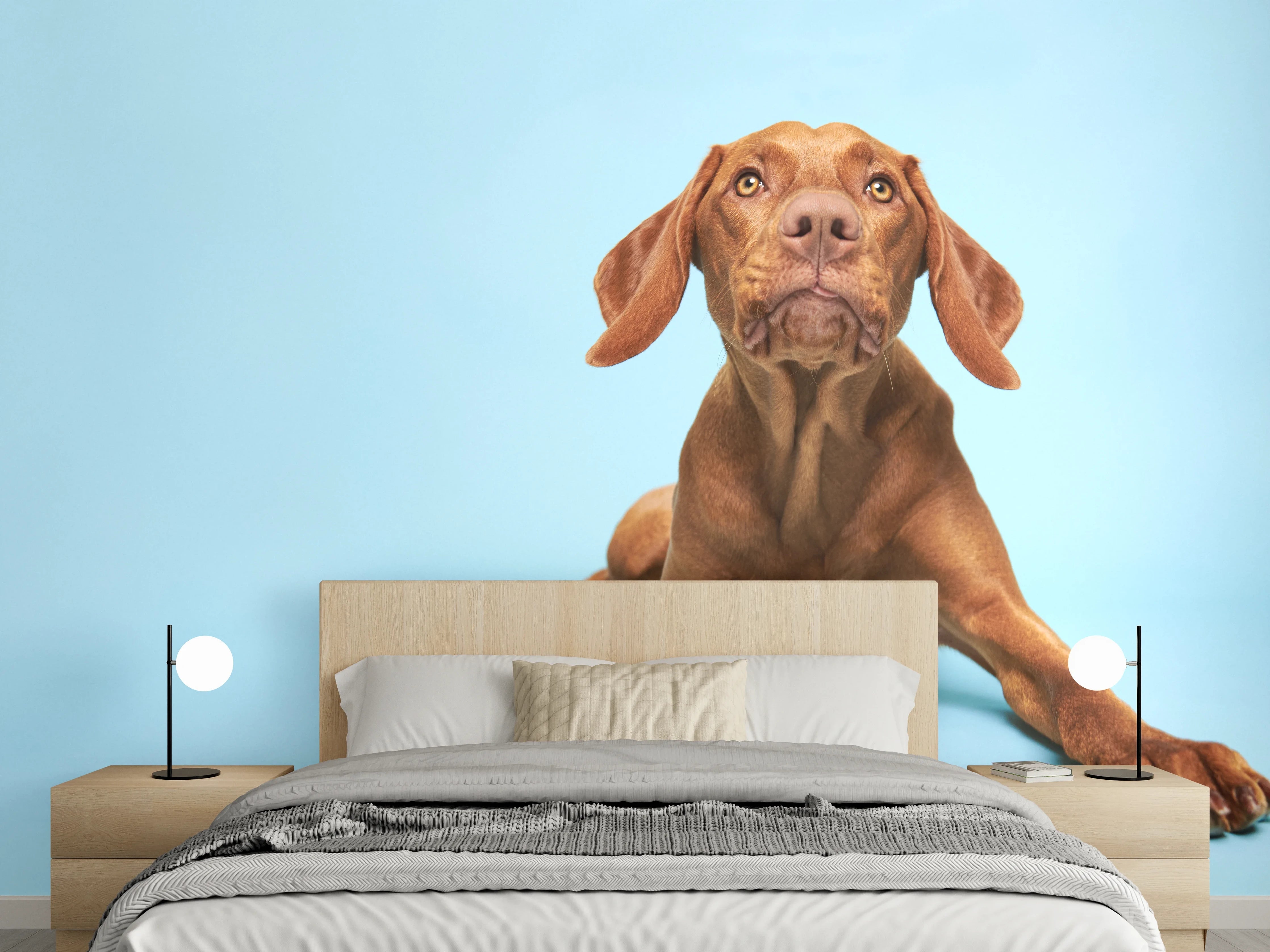 Wandverkleidung Schlafzimmer - Ungarischer Vizsla-Welpe Portrait