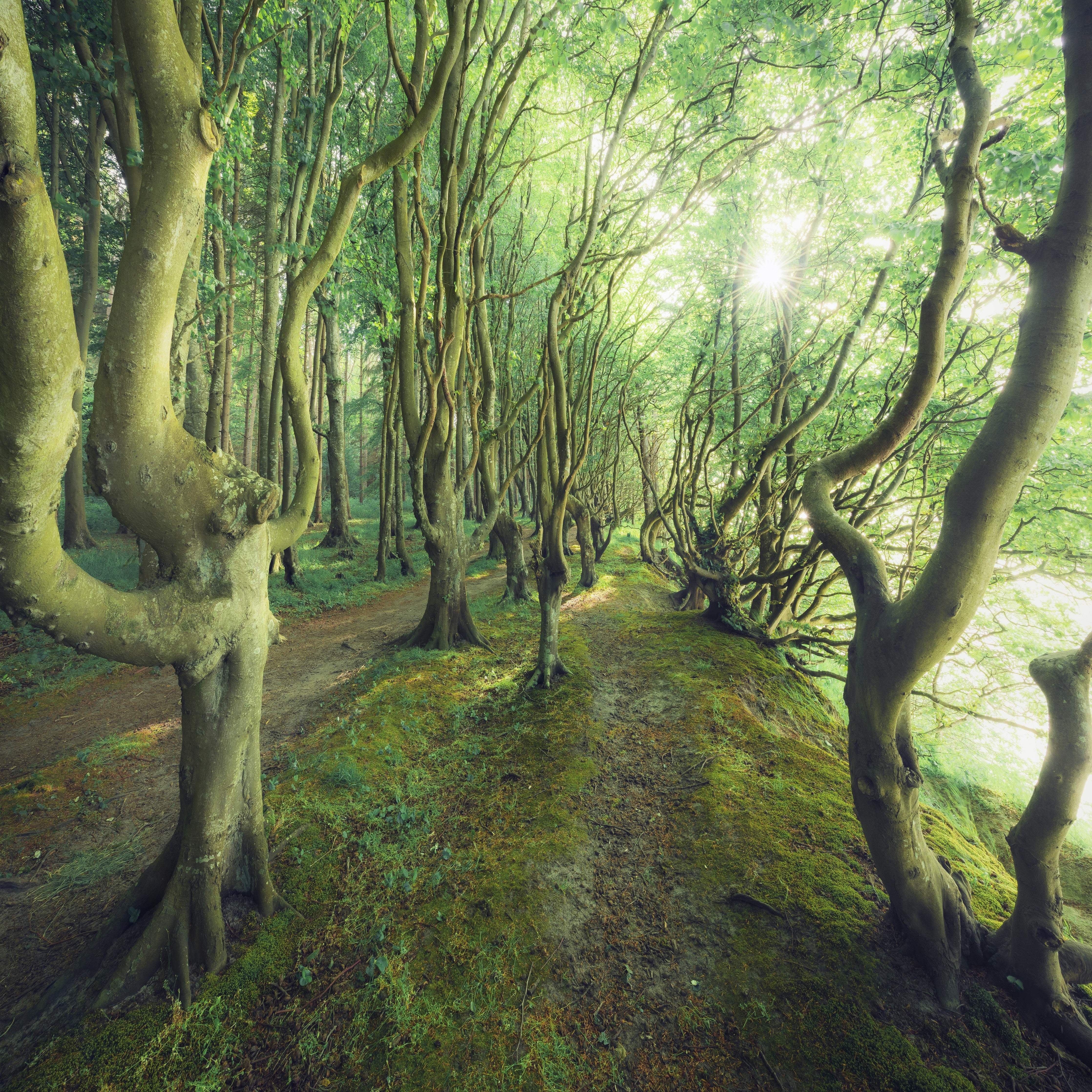Wandverkleidung Schlafzimmer-Verträumter Wald im Morgenlicht