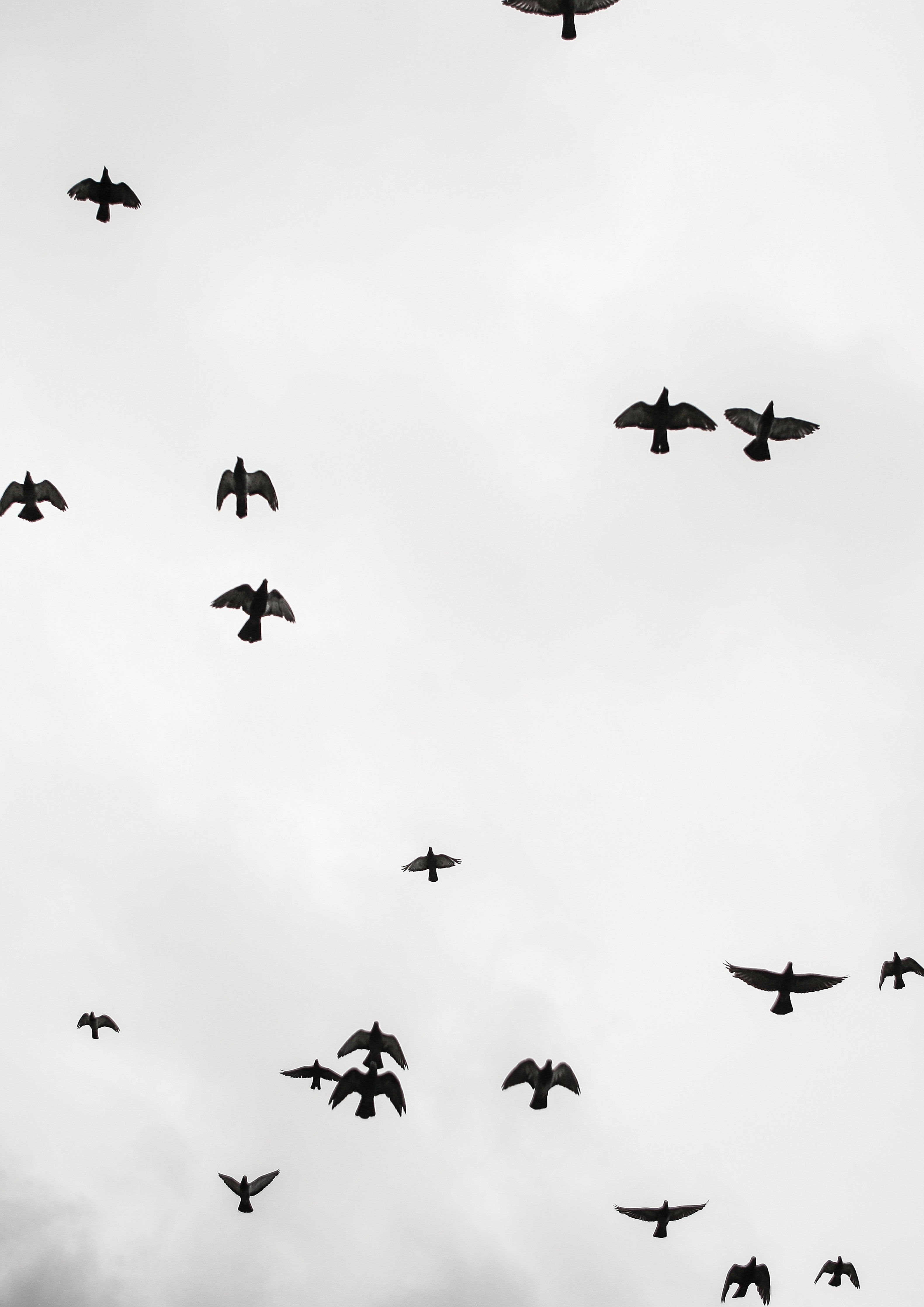 Wandverkleidung Schlafzimmer-Vogelzug im grauen Himmel