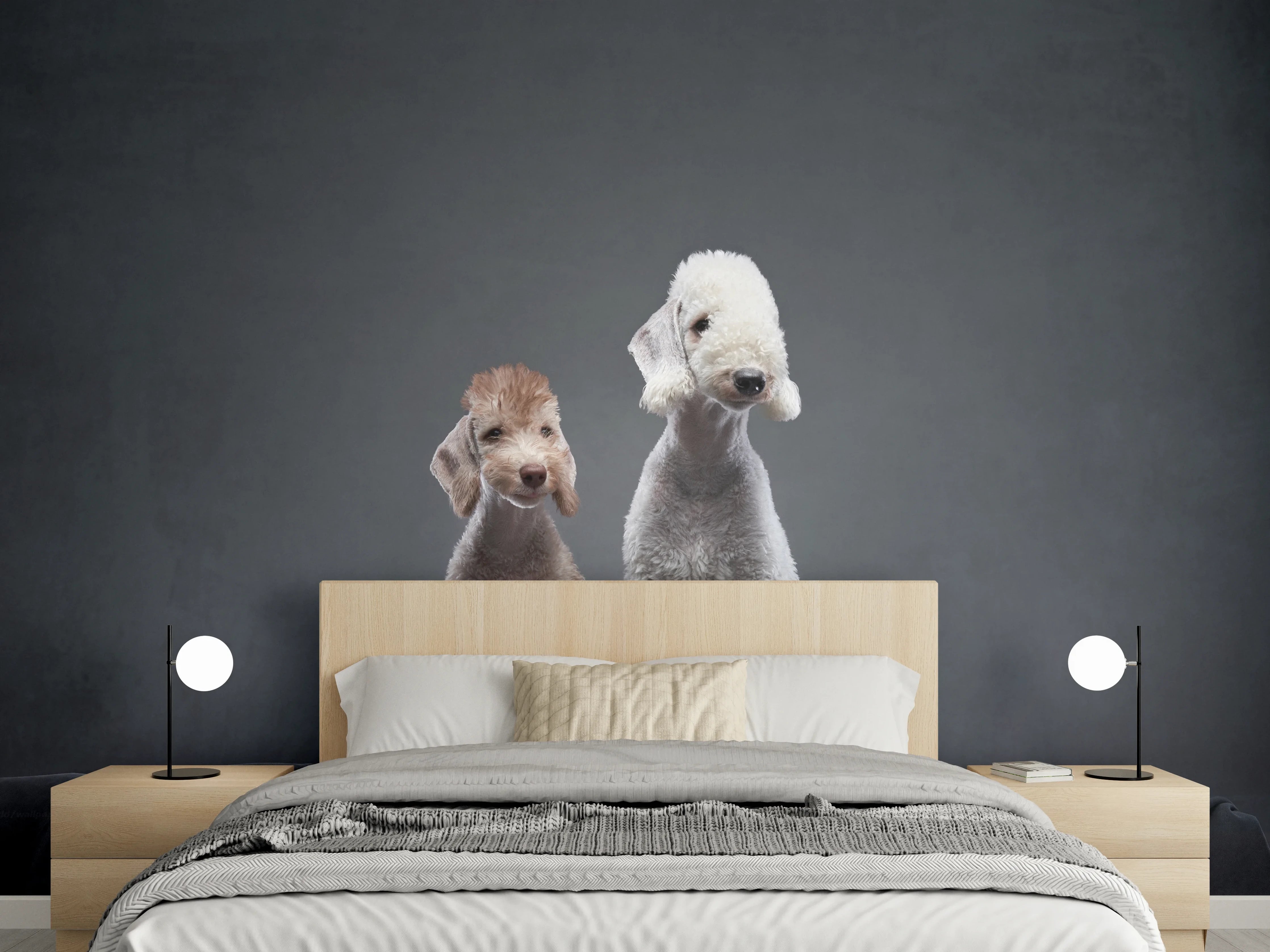 Wandverkleidung Schlafzimmer - Welpe und erwachsener Bedlington Terrier