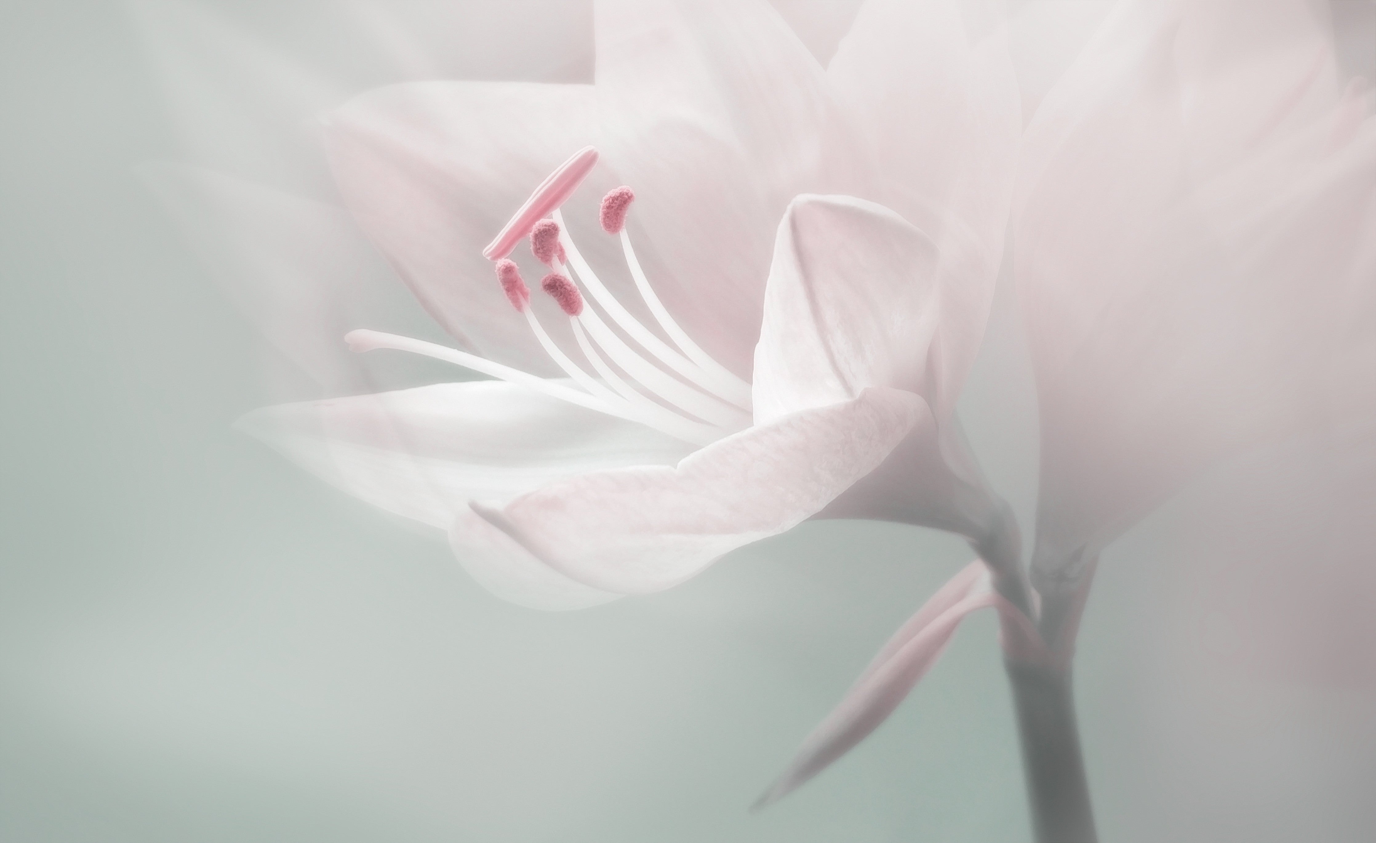 Wandverkleidung Schlafzimmer-Zarte Blüte in Weiß und Rosa