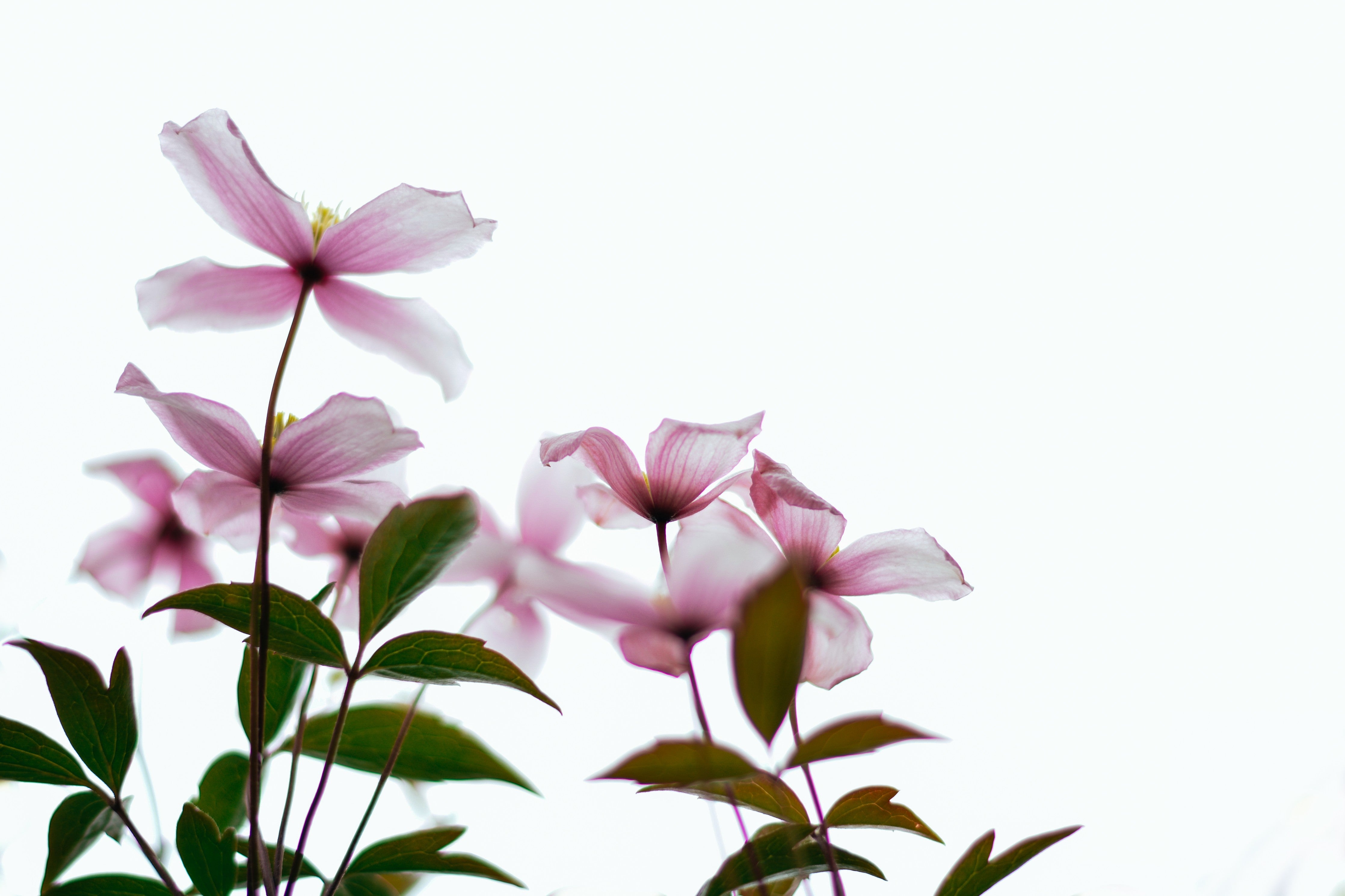 Wandverkleidung Schlafzimmer-Zarte rosa Blüten vor weißem Hintergrund