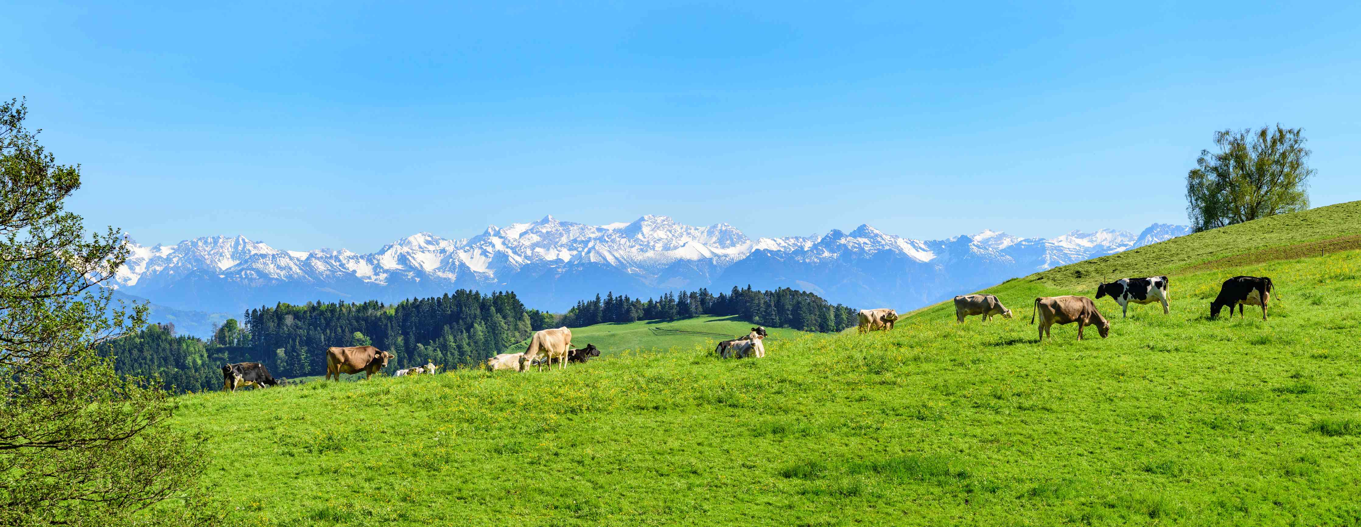 Wandverkleidung Wohnzimmer-Almwiese mit Kühen und Alpenblick