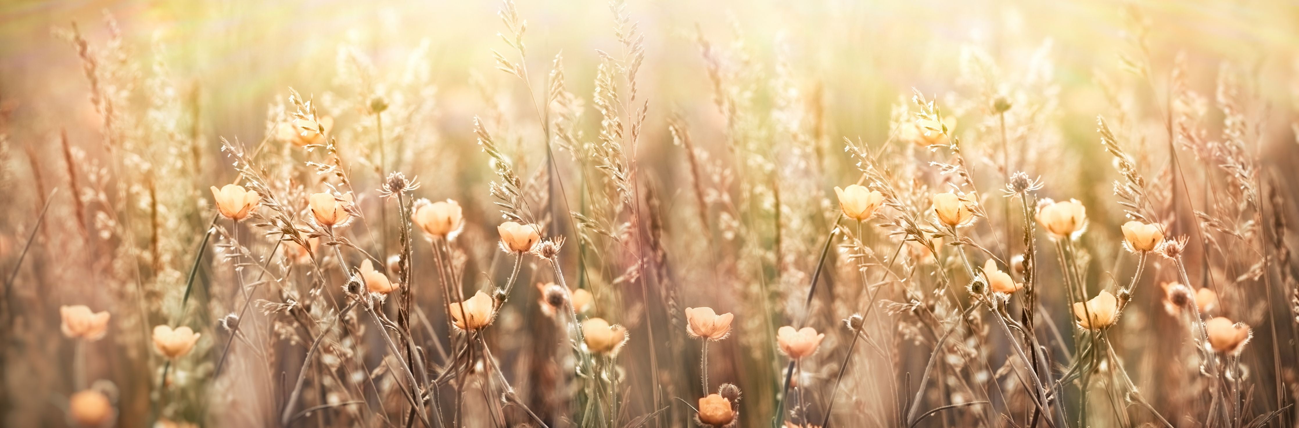 Wandverkleidung Wohnzimmer-Blumenfeld mit Sonnenstrahlen