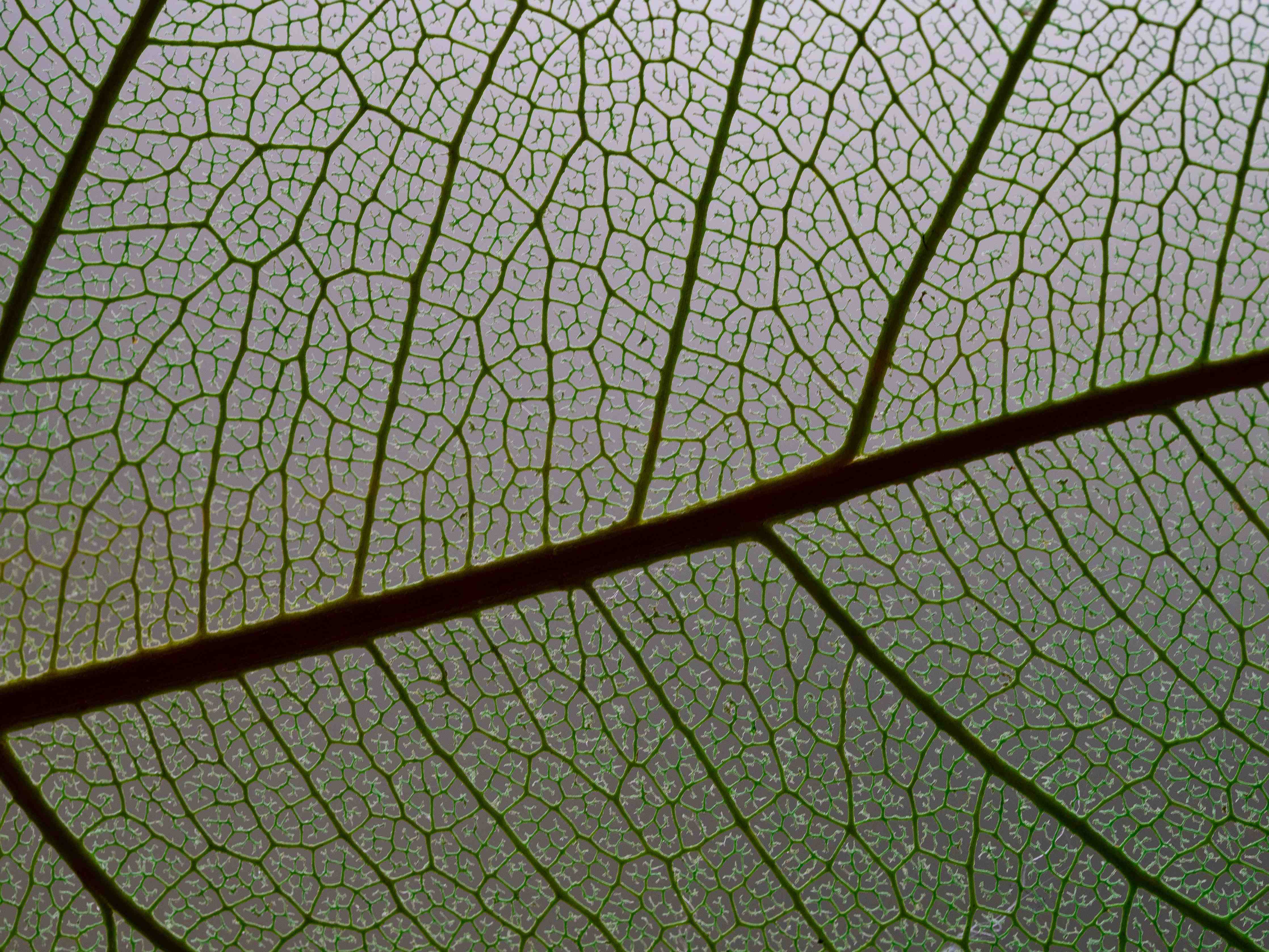 Wandverkleidung Wohnzimmer-Detailreiche grüne Blattstruktur