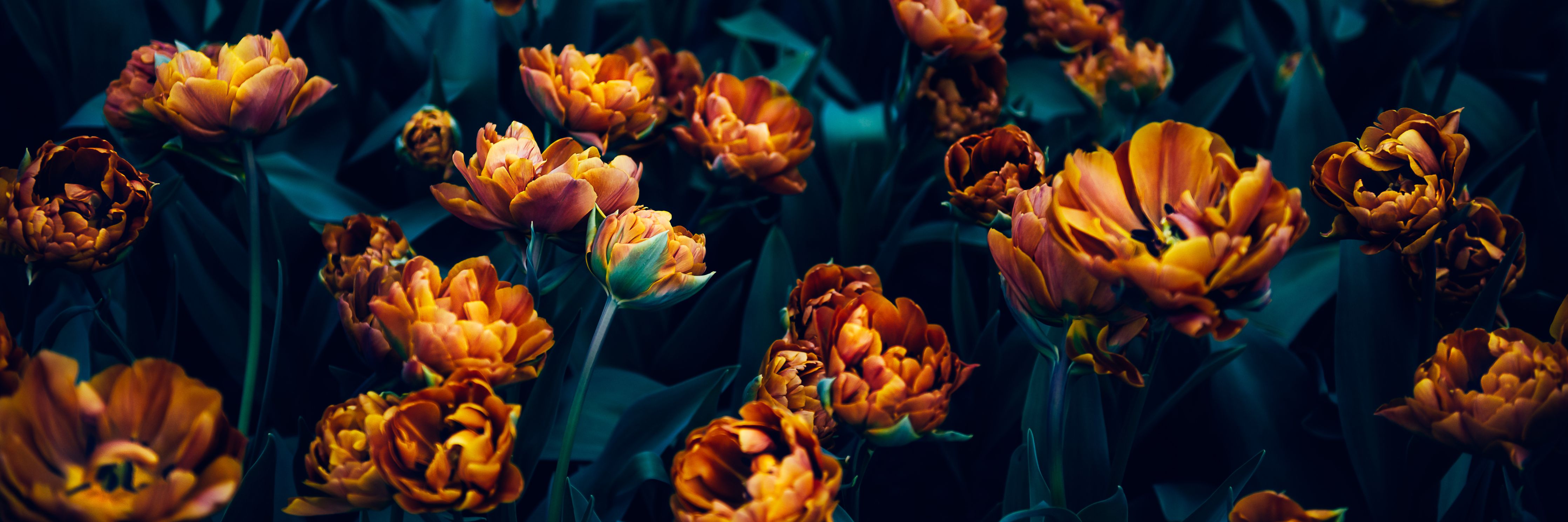 Wandverkleidung Wohnzimmer-Dunkle orangefarbene Tulpen im Garten