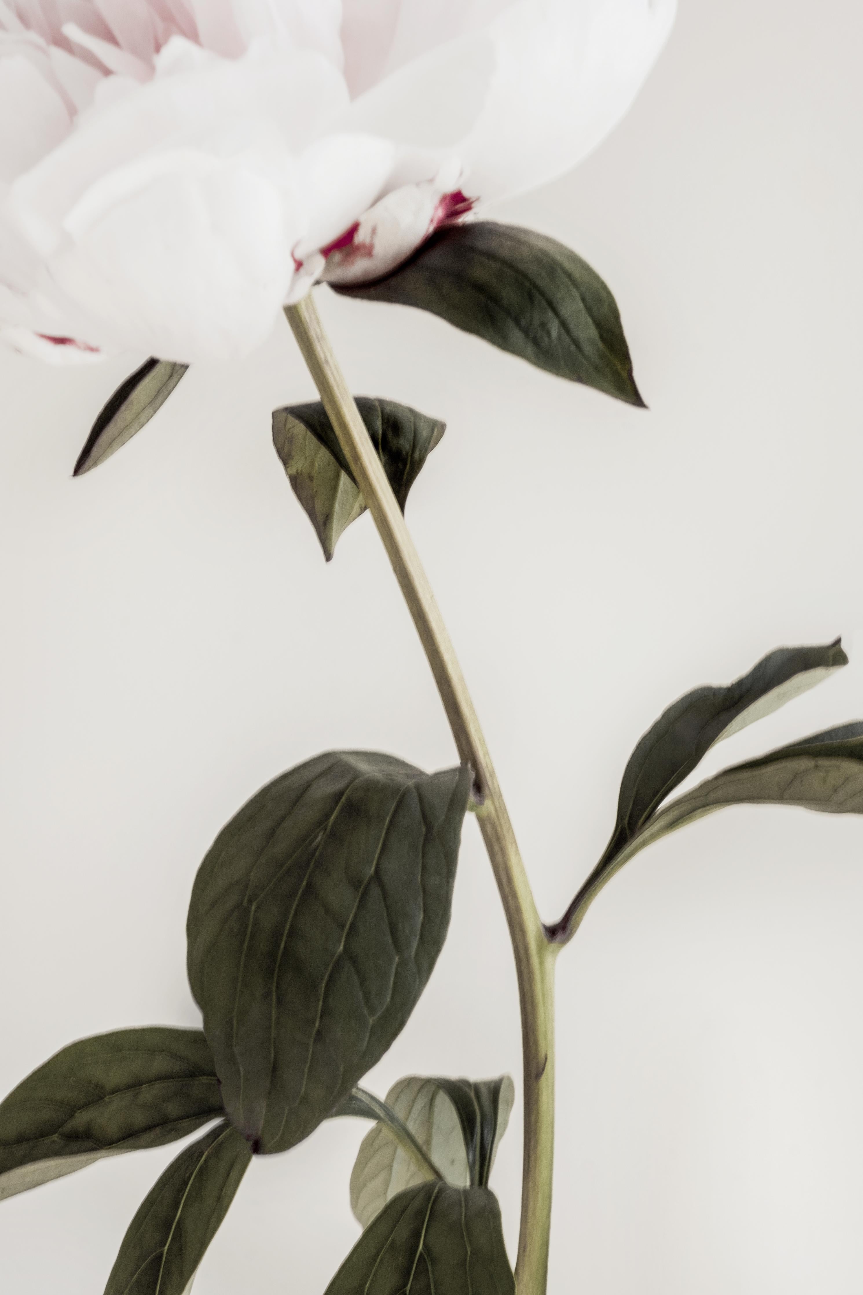 Wandverkleidung Wohnzimmer-Elegante Blume in Nahaufnahme