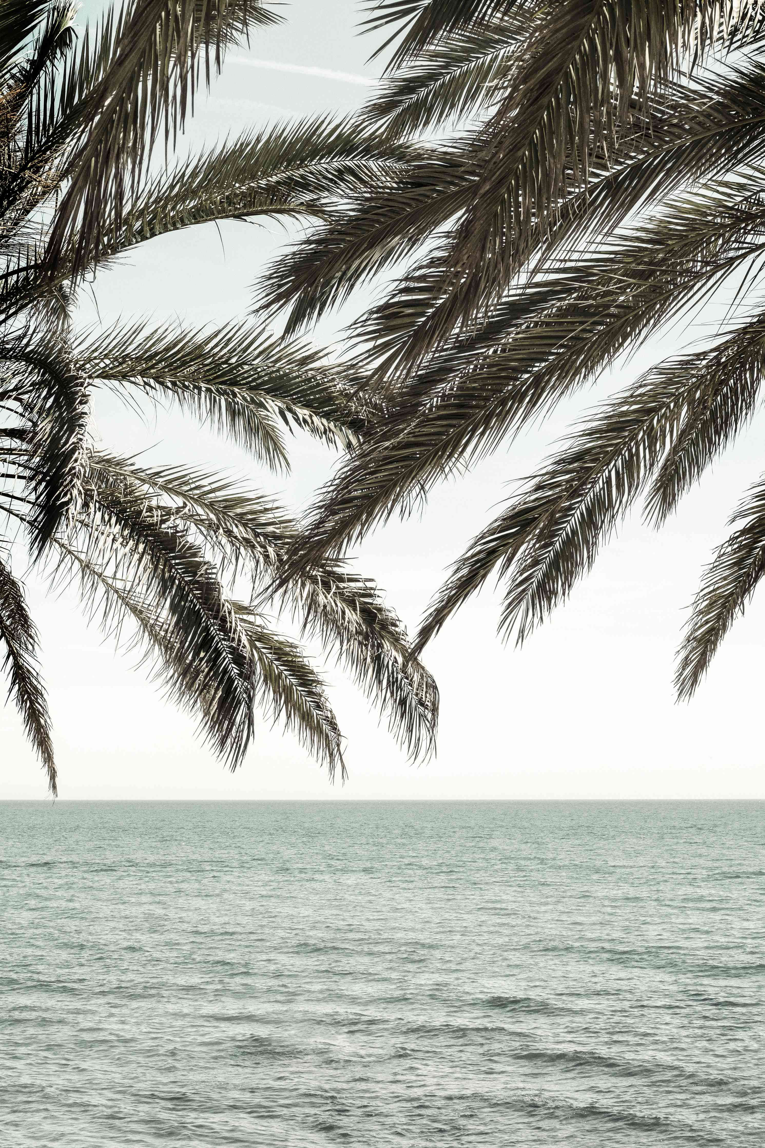 Wandverkleidung Wohnzimmer-Entspannte Palmen am Meer