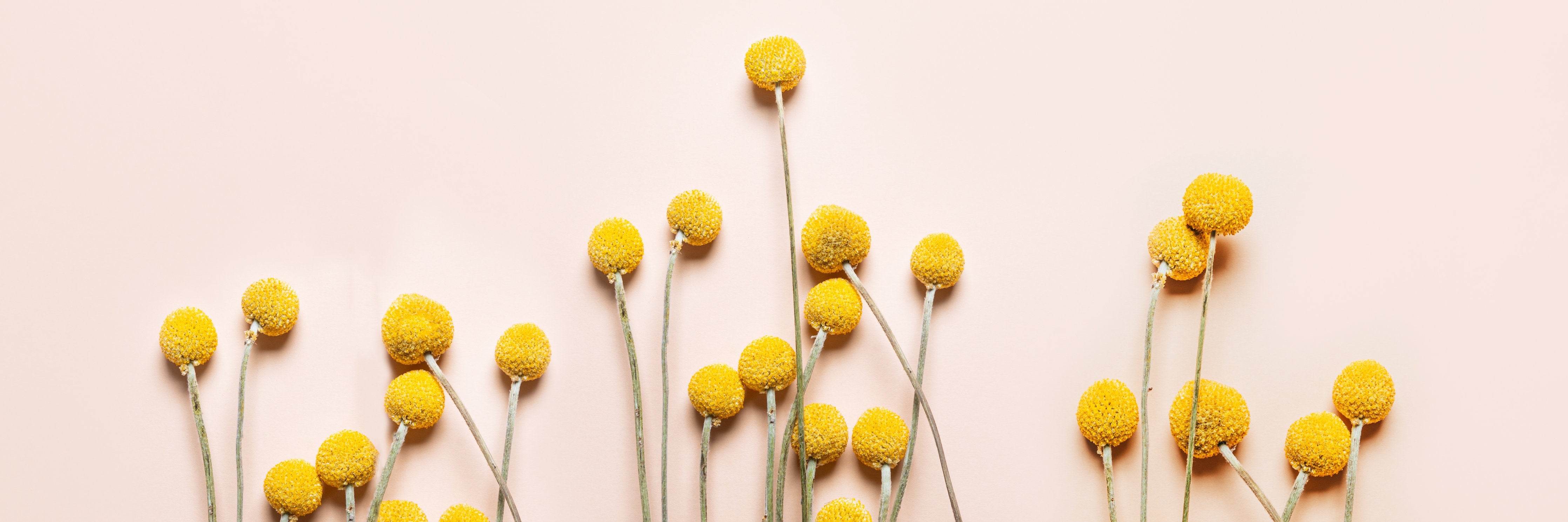 Wandverkleidung Wohnzimmer-Frühlingserwachen mit gelben Blüten
