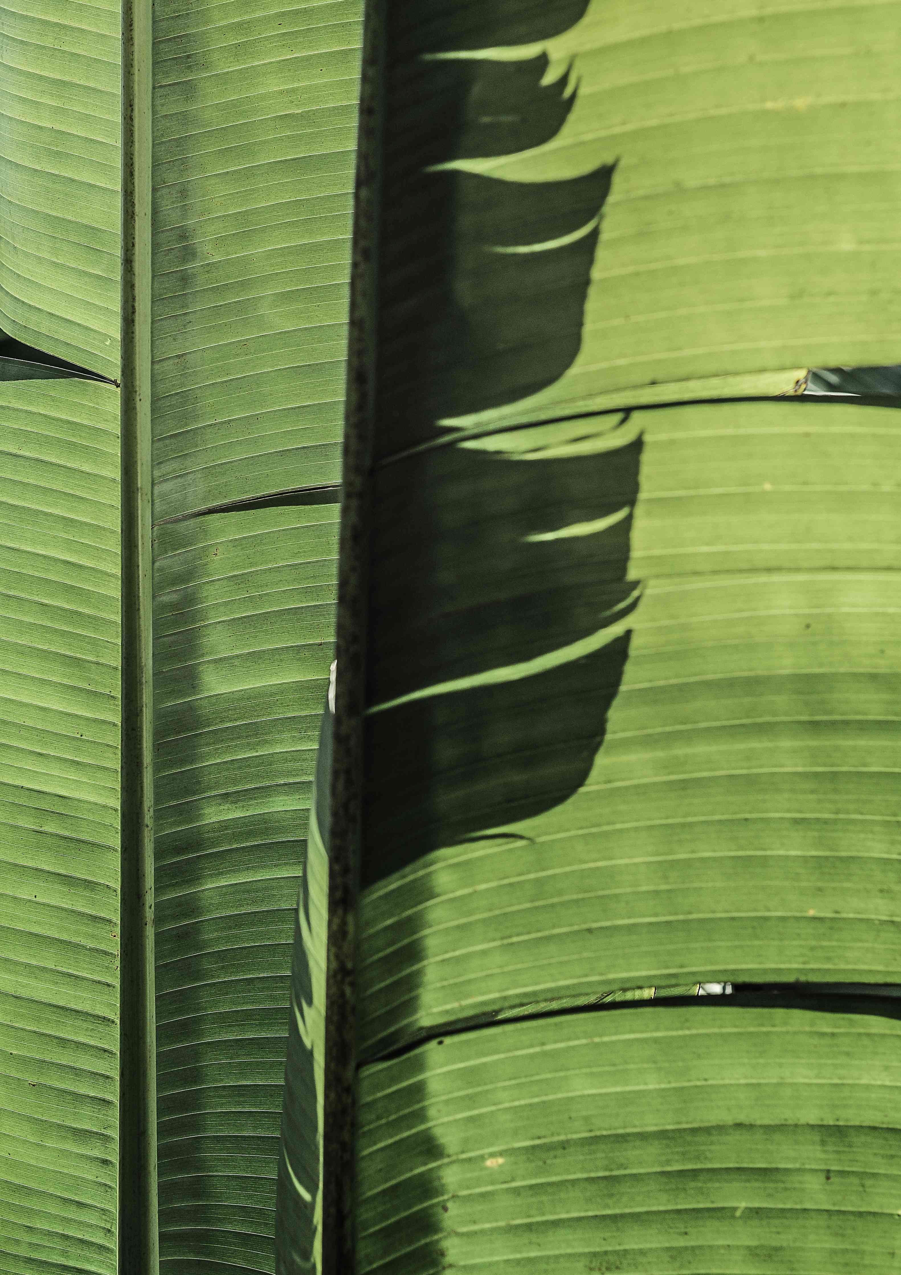 Wandverkleidung Wohnzimmer-Grüne Bananenblätter im sonnigen Licht