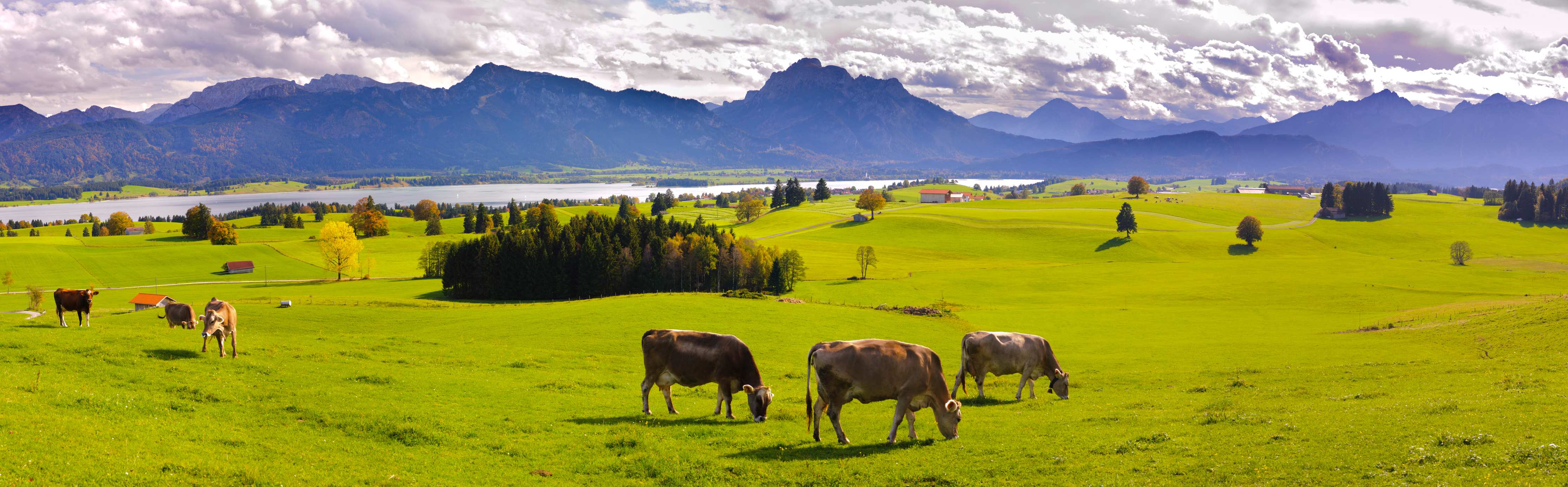 Wandverkleidung Wohnzimmer-Grüne Bergwiese mit Kühen