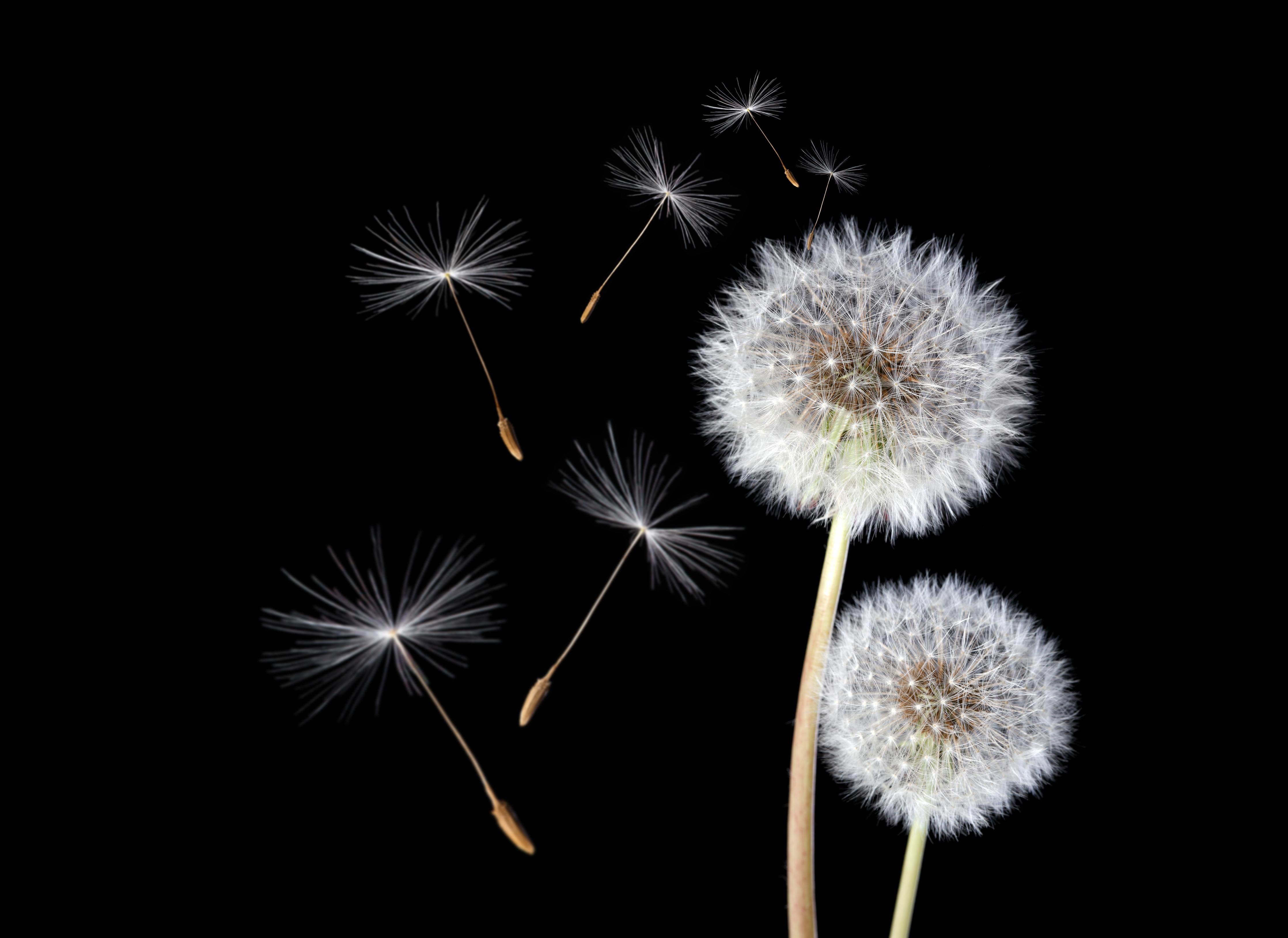 Wandverkleidung Wohnzimmer-Hintergrund mit Pusteblumen und Samen im Schwarz