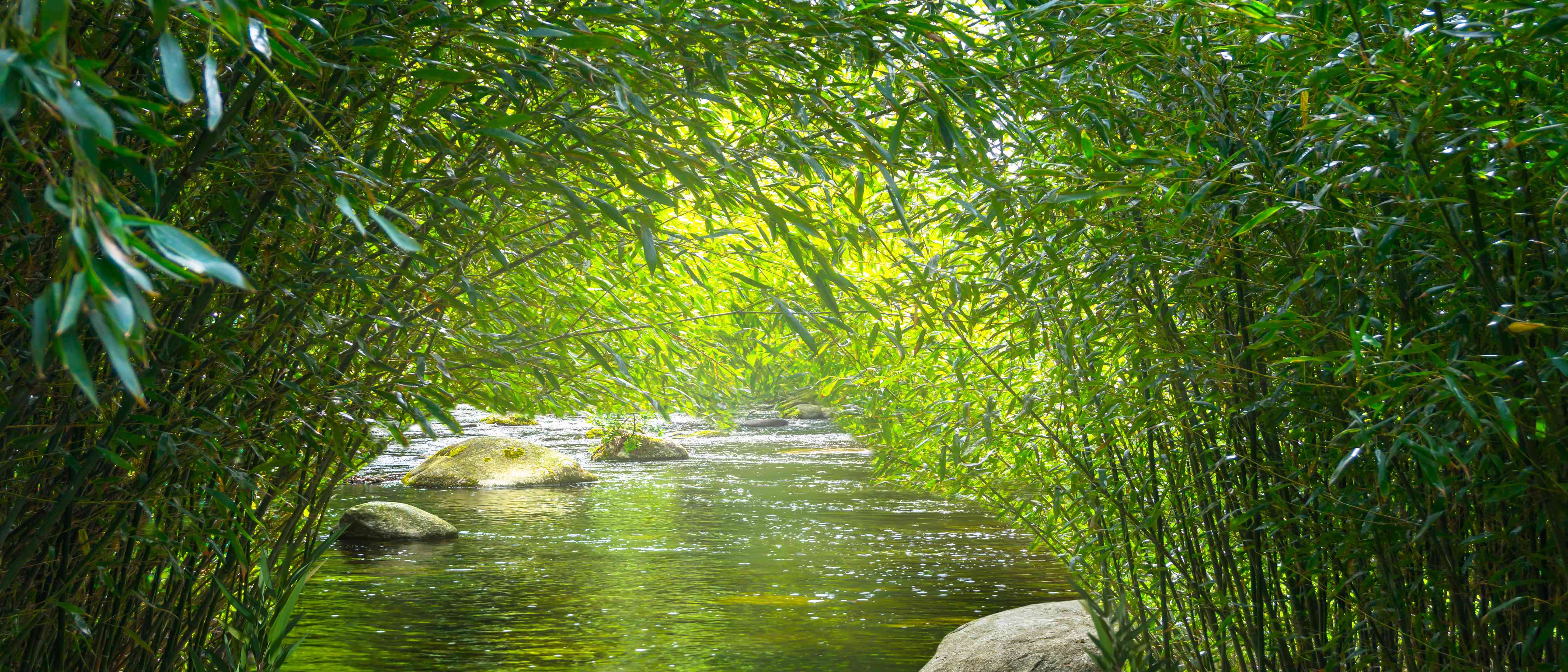 Wandverkleidung Wohnzimmer-Idyllischer Fluss in grüner Natur
