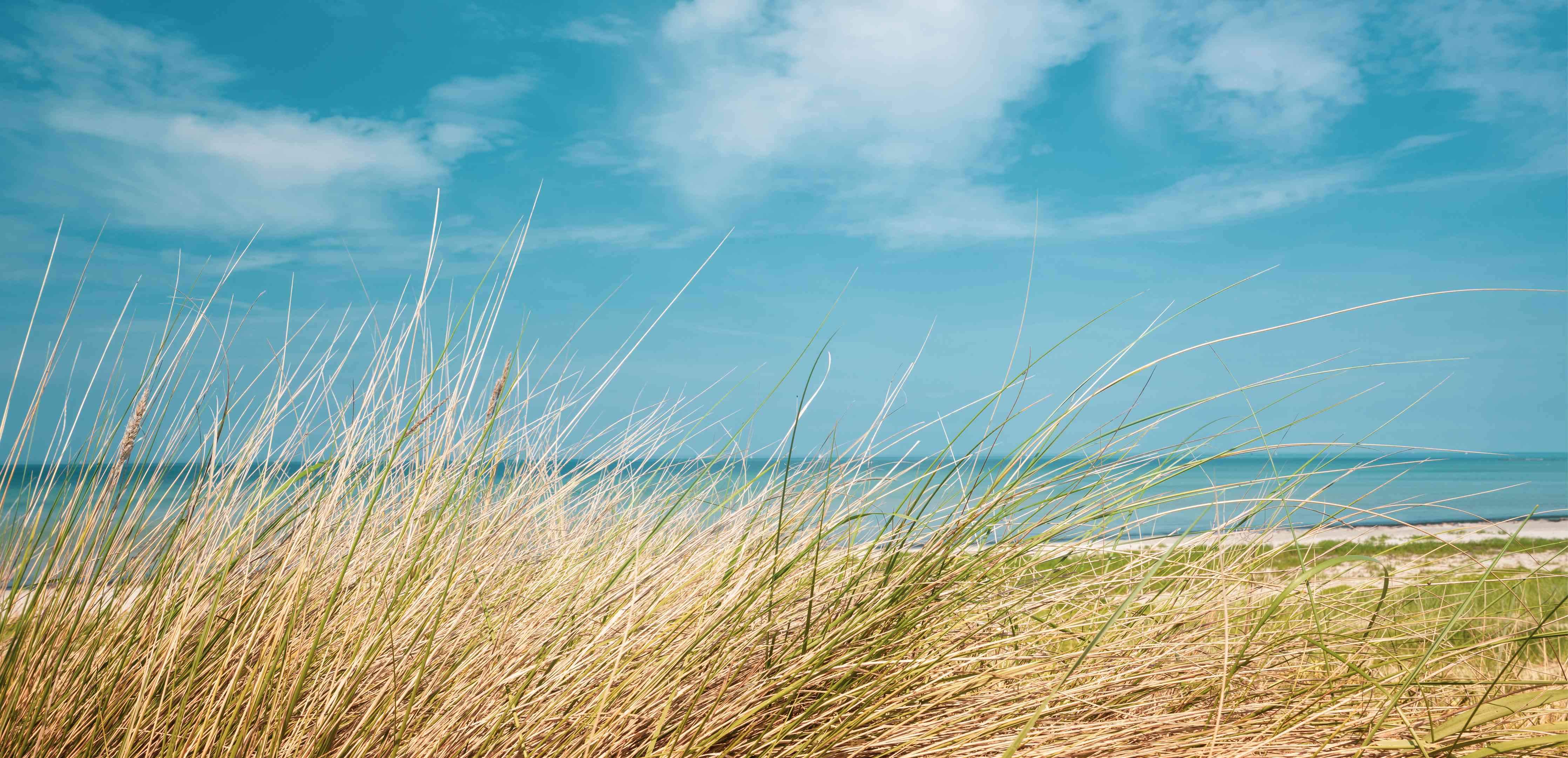 Wandverkleidung Wohnzimmer-Idyllischer Strand mit blühendem Gras