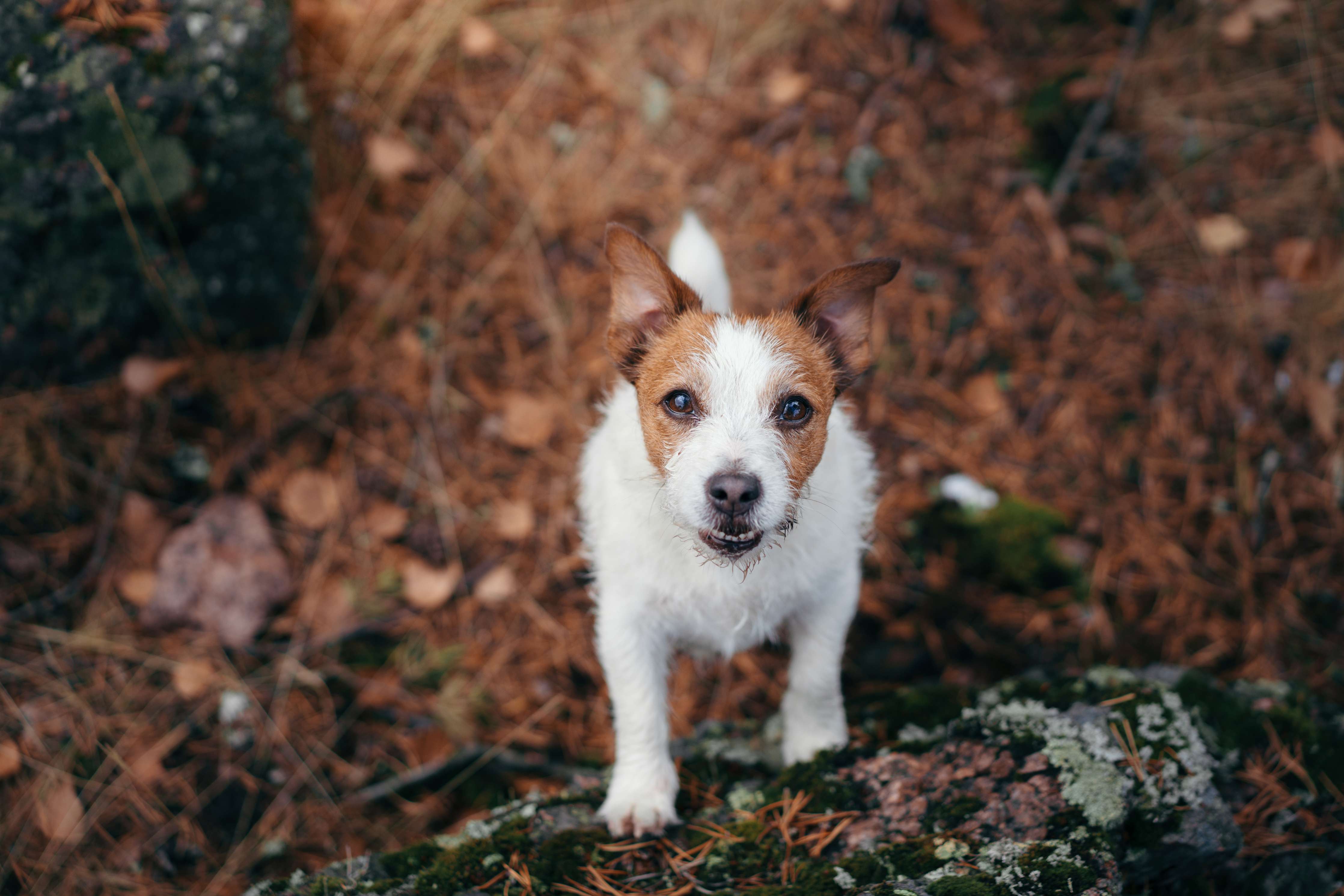 Wandverkleidung Wohnzimmer-Jack Russell im herbstlichen Park