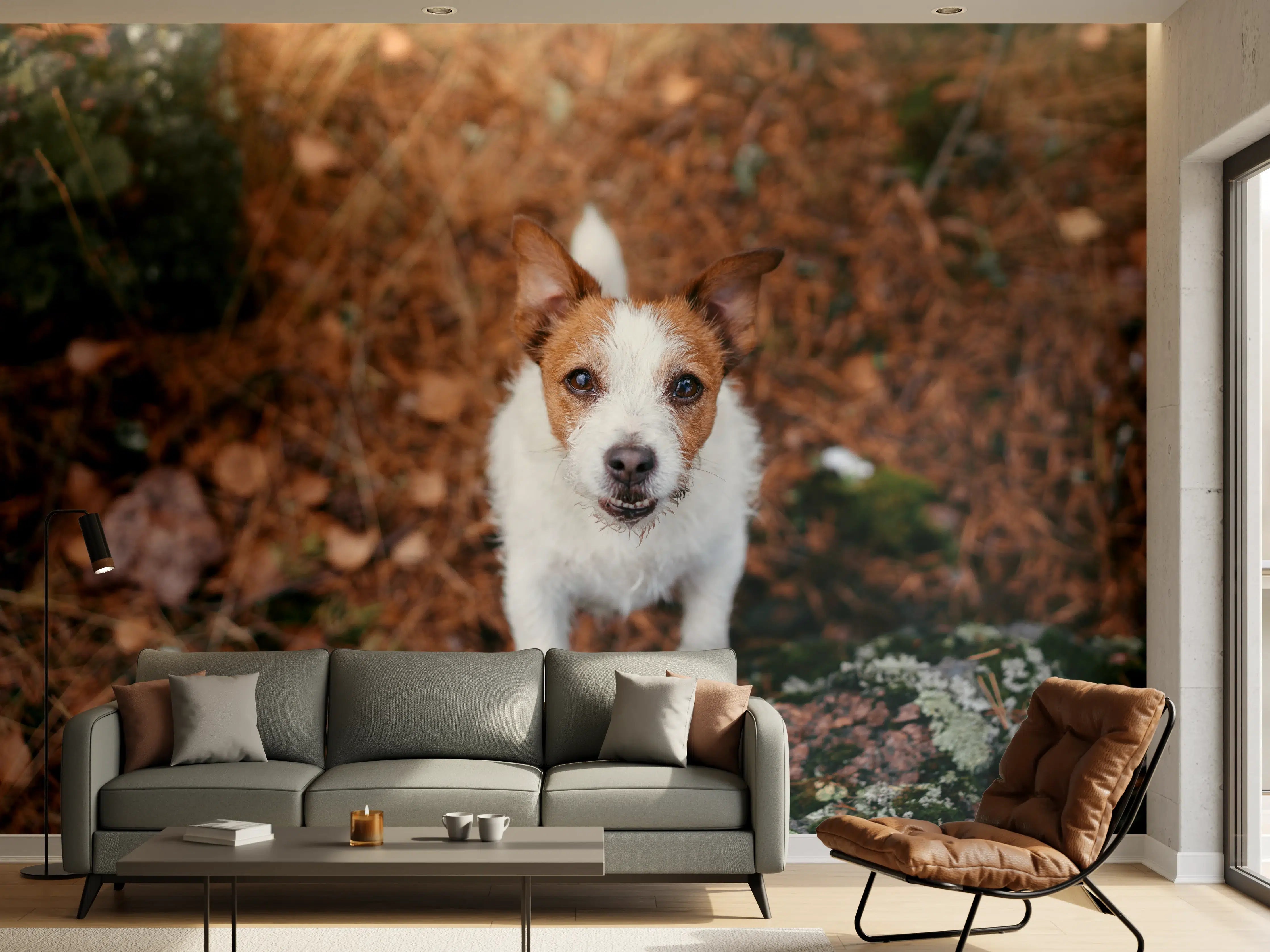 Wandverkleidung Wohnzimmer - Jack Russell im herbstlichen Park