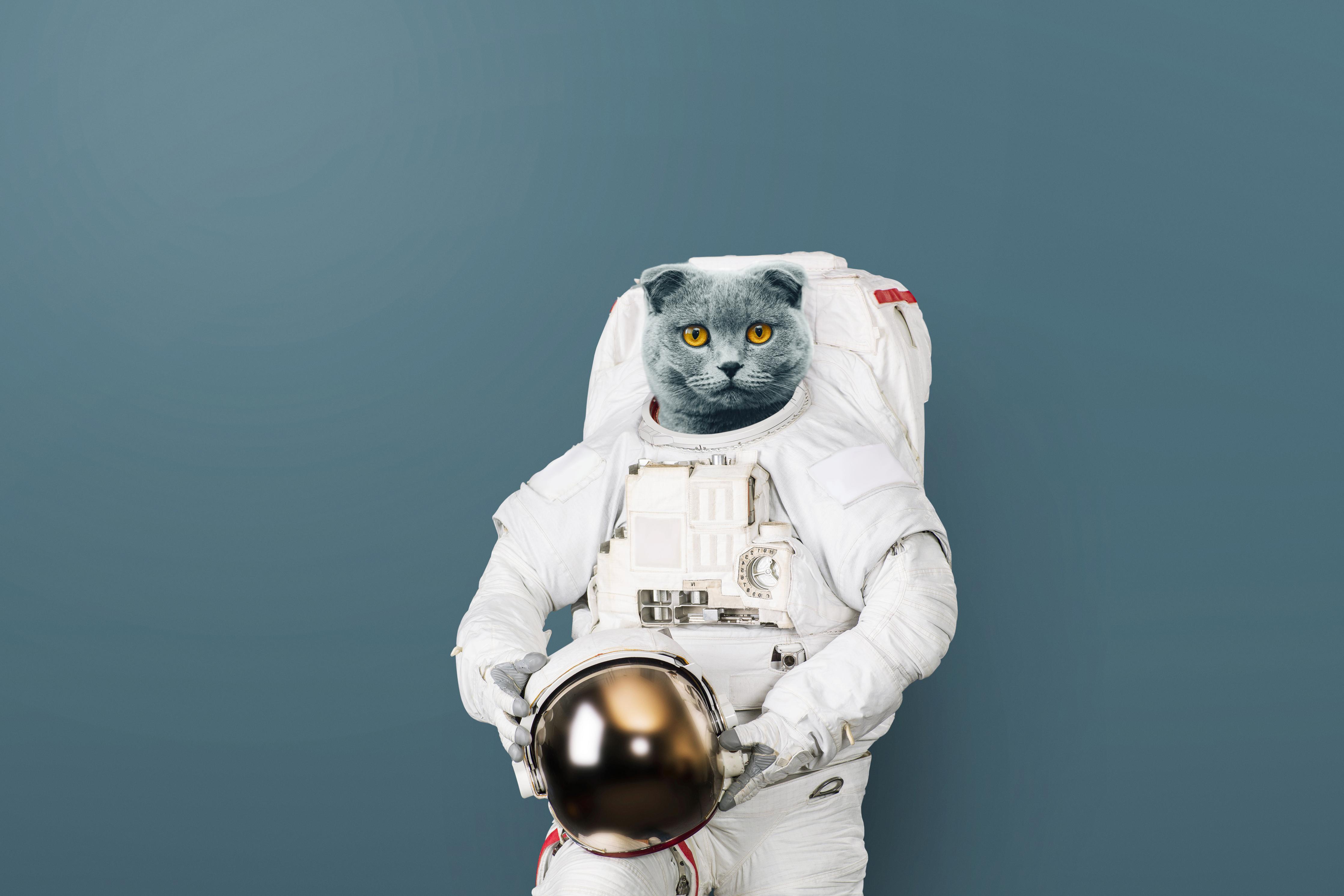 Wandverkleidung Wohnzimmer-Katzen-Astronaut Grau-Helm