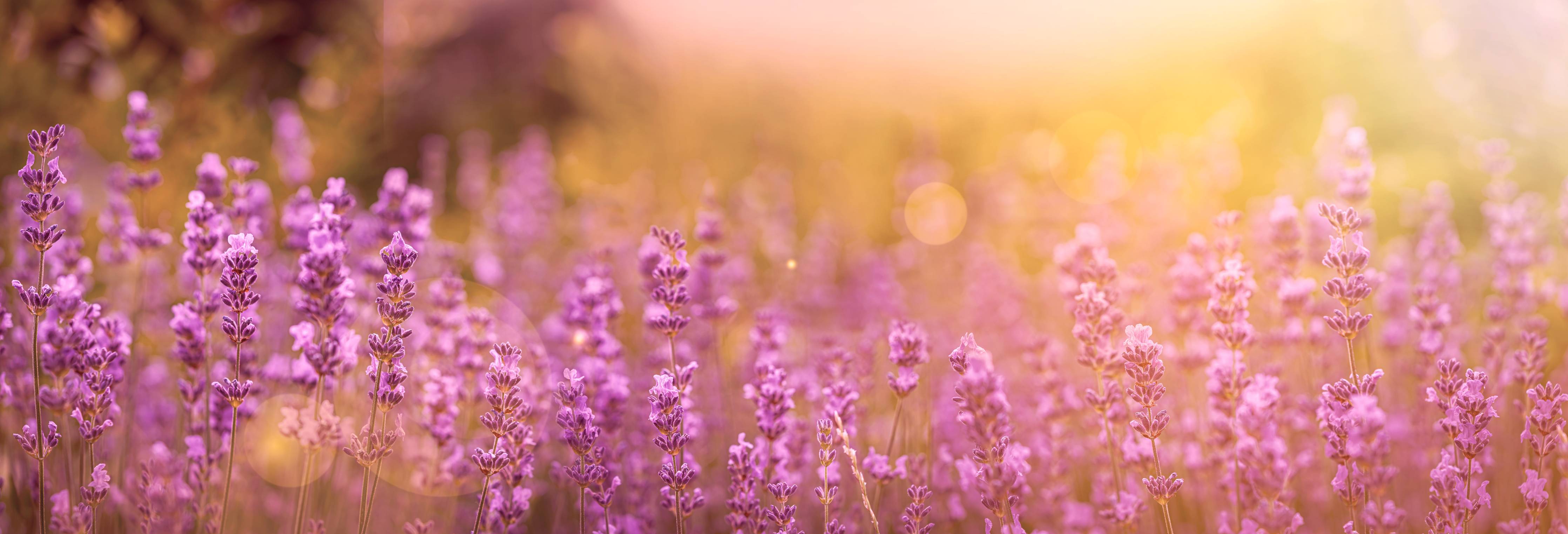 Wandverkleidung Wohnzimmer-Lavendelfeld im warmen Abendlicht