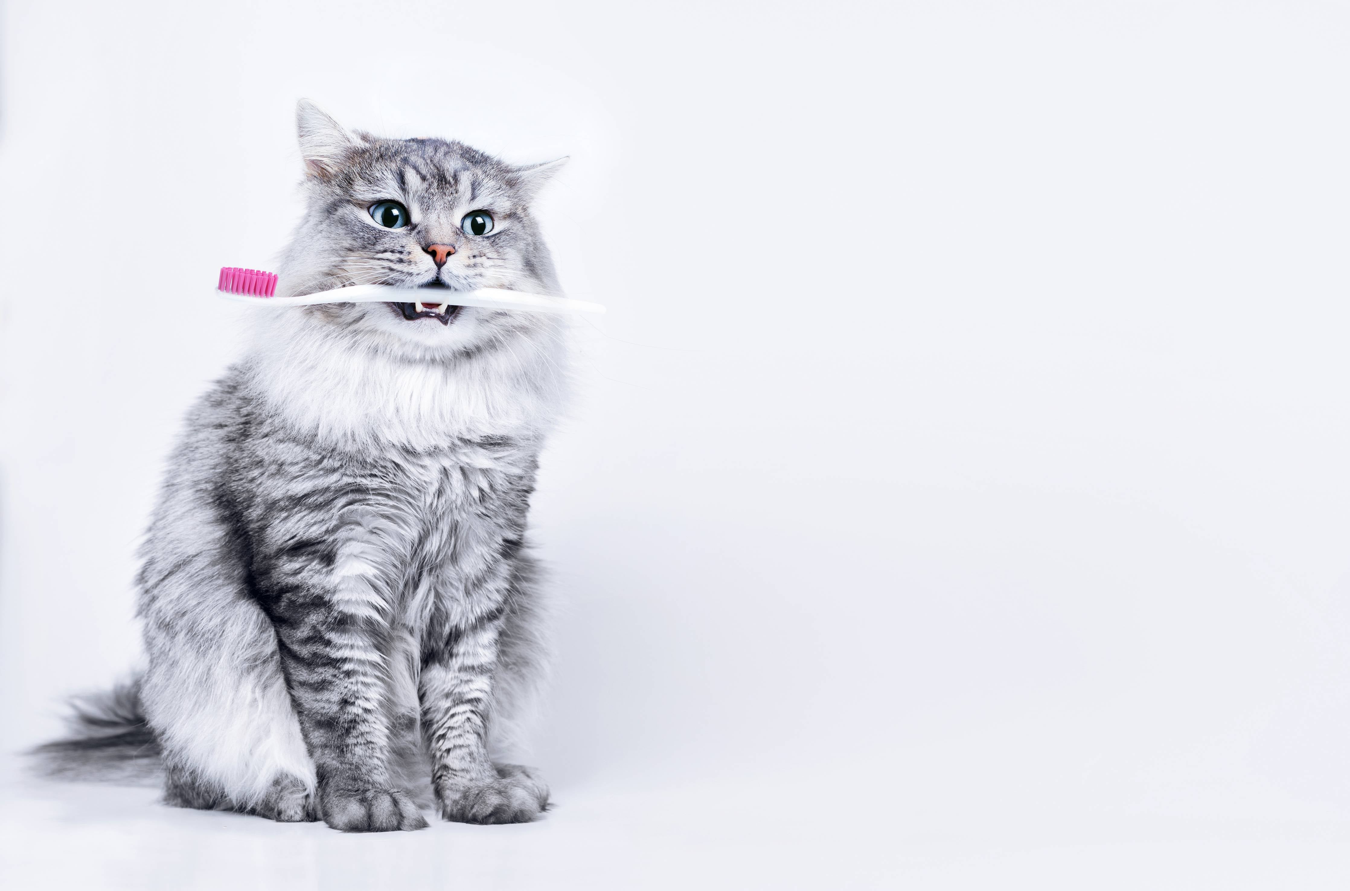 Wandverkleidung Wohnzimmer-Lustige Katze mit Zahnbürste