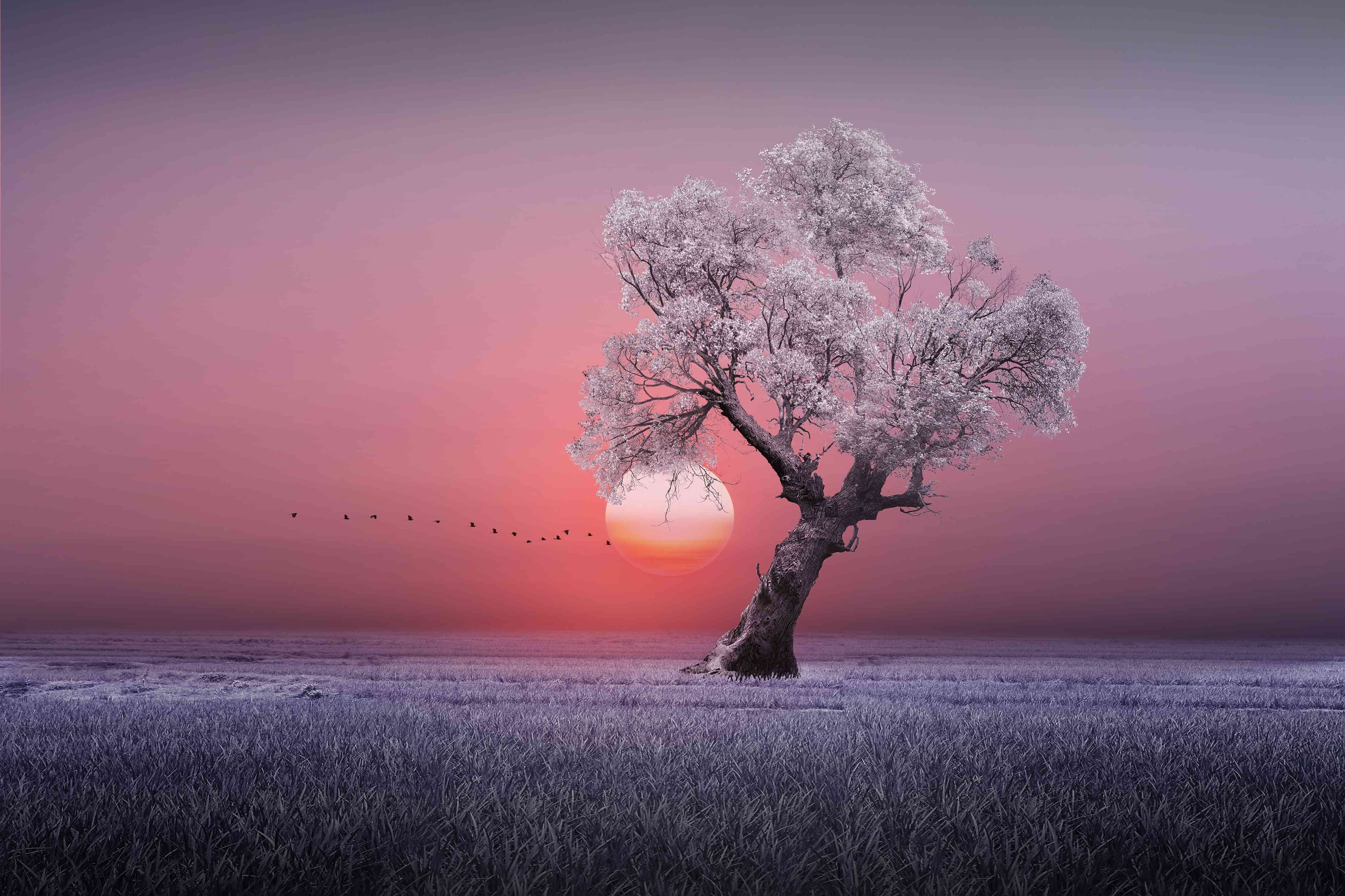 Wandverkleidung Wohnzimmer-Magischer Sonnenuntergang bei blühendem Baum