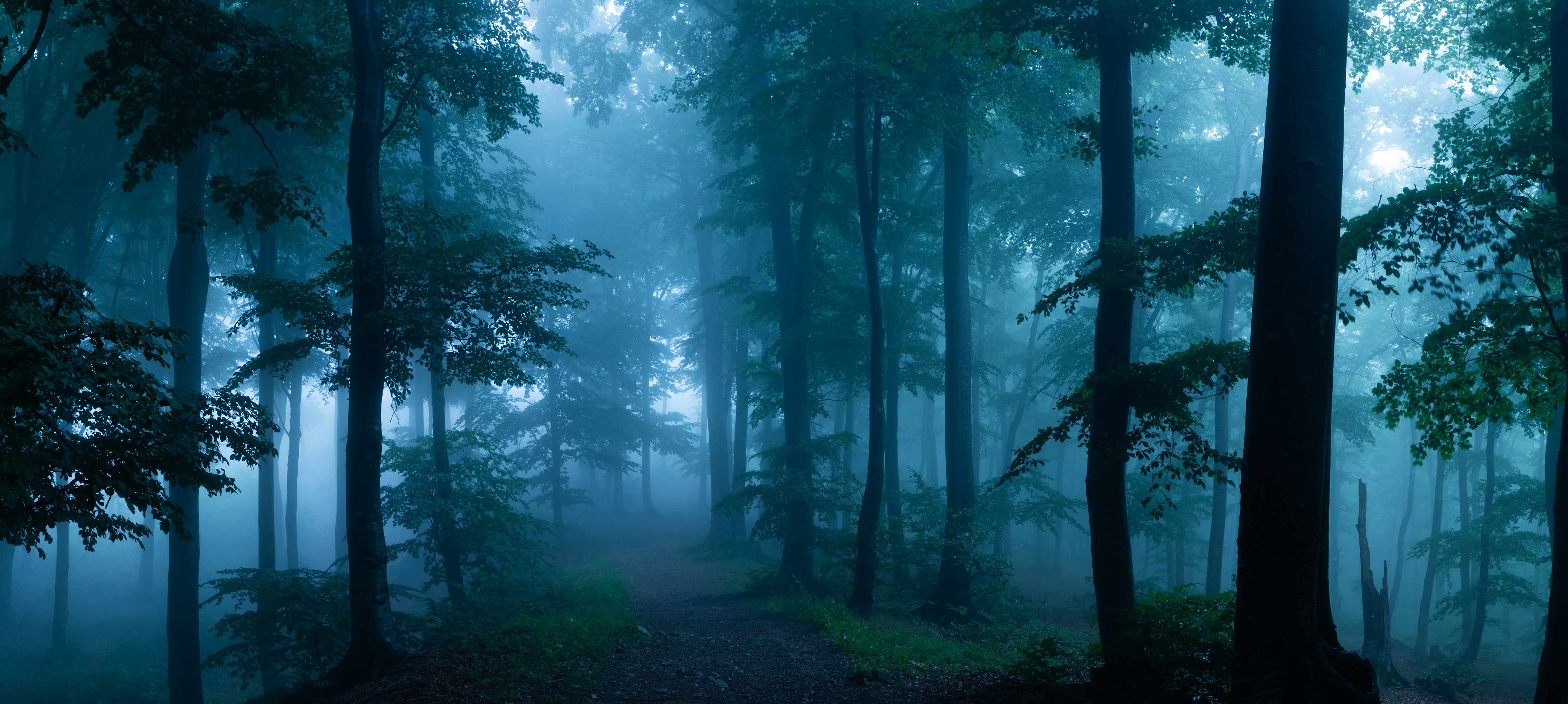 Wandverkleidung Wohnzimmer-Nebliger Wald