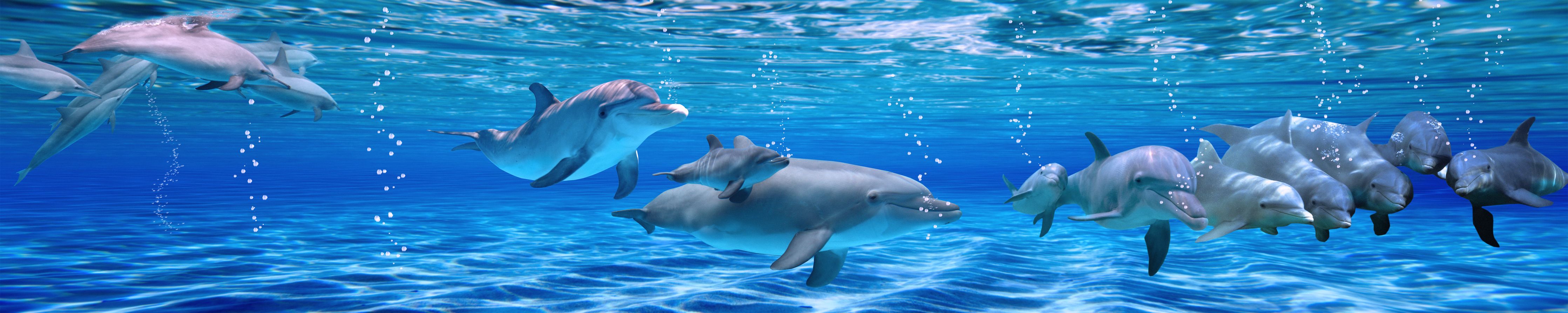 Wandverkleidung Wohnzimmer-Panorama der schwimmenden Delphine