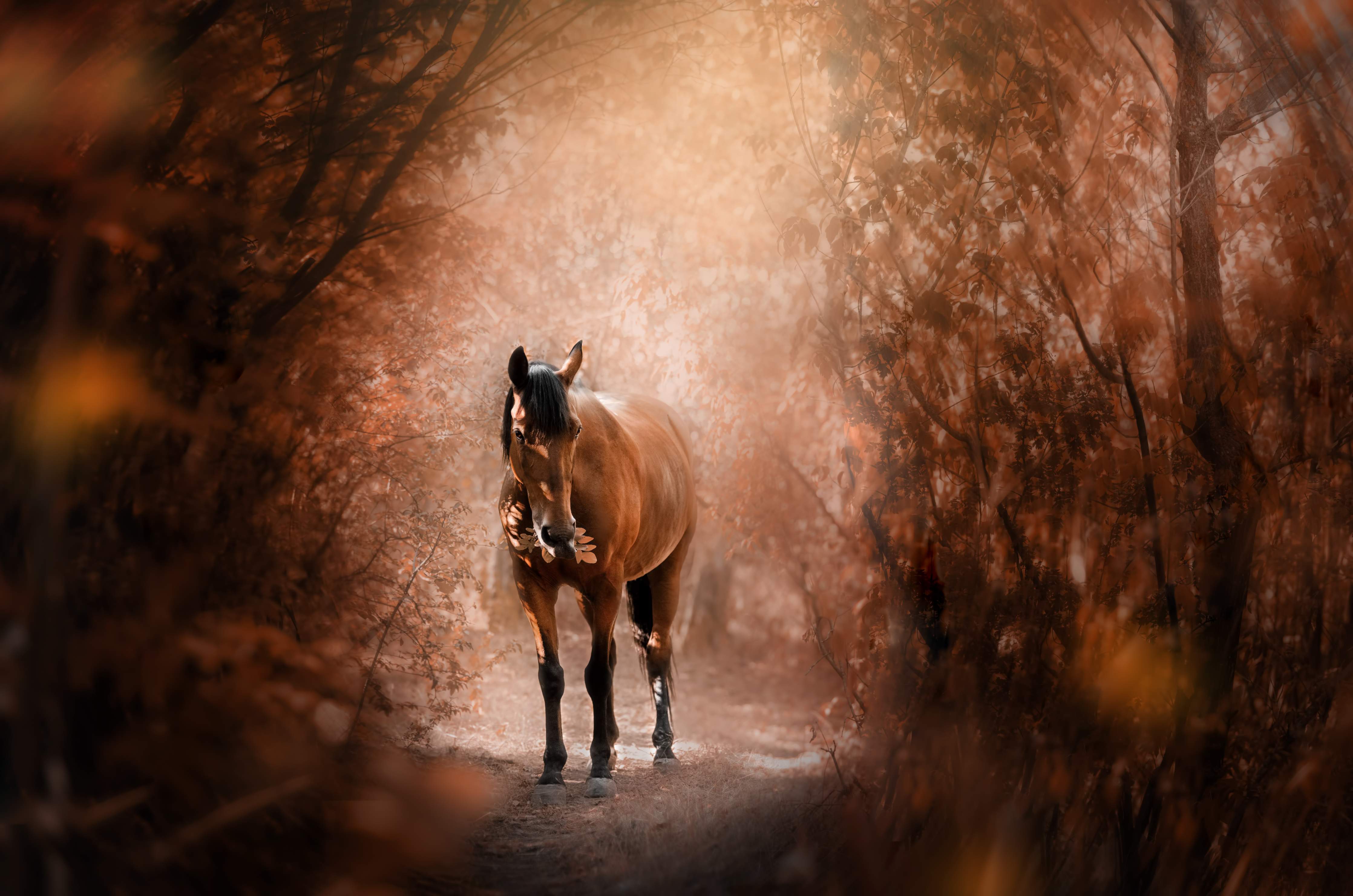 Wandverkleidung Wohnzimmer-Pferd stehend im Wald