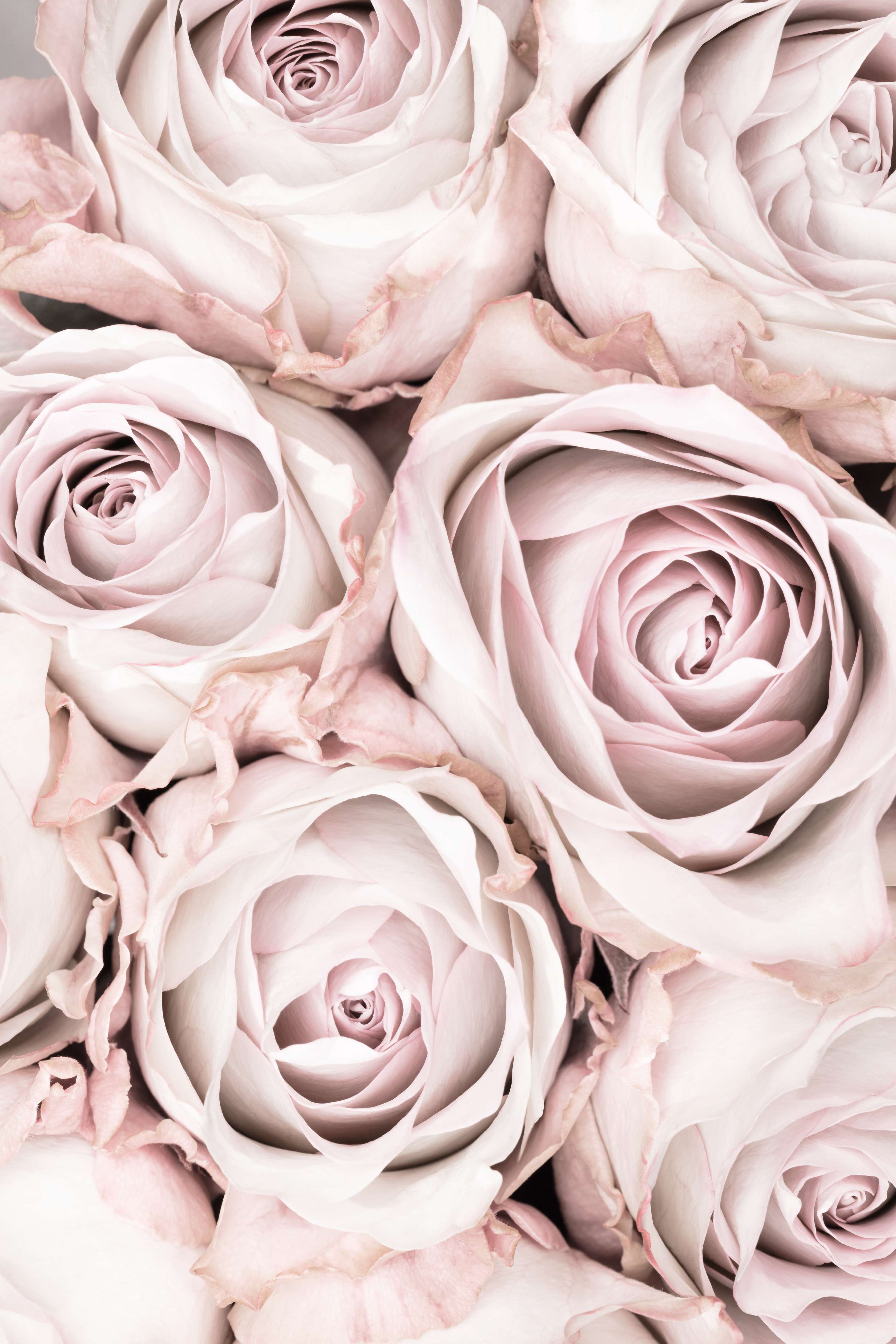 Wandverkleidung Wohnzimmer-Romantische rosafarbene Rosen
