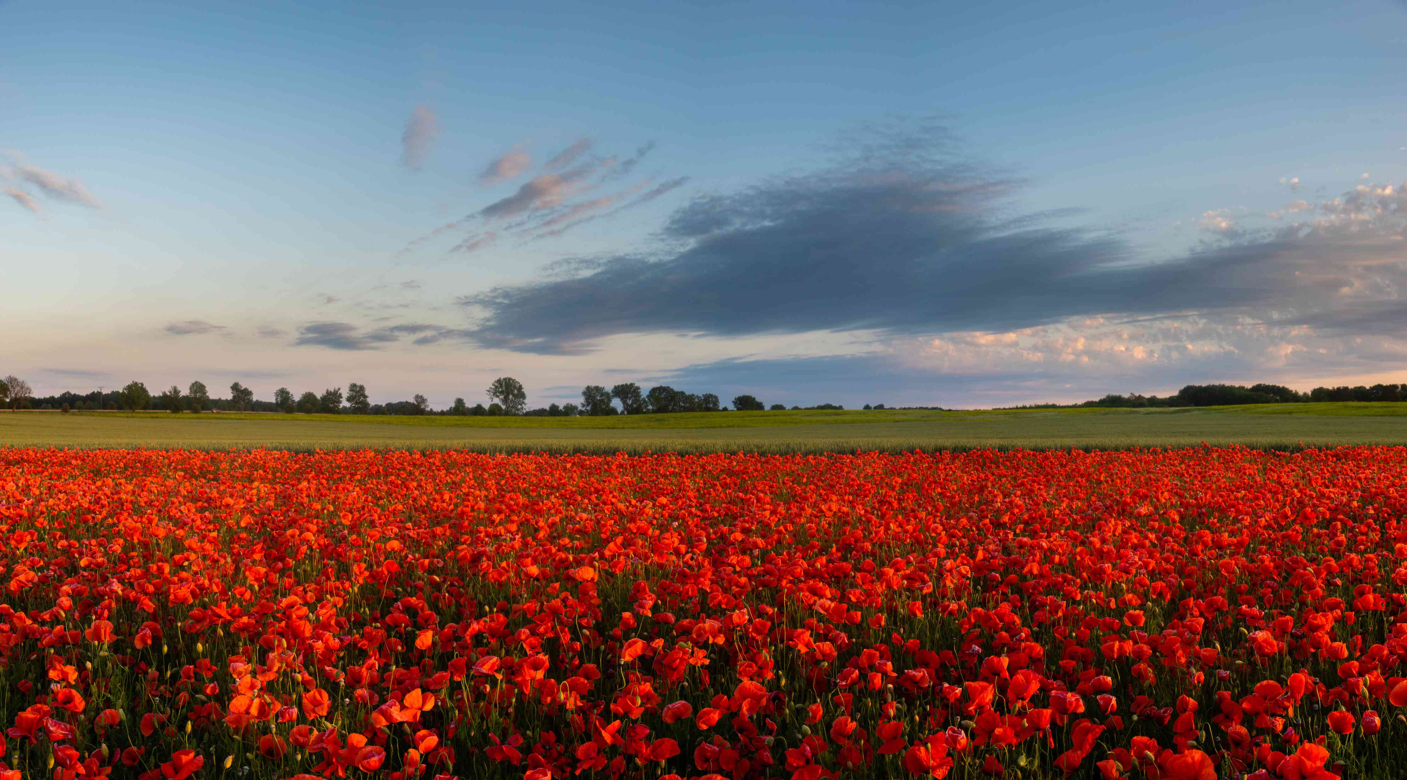 Wandverkleidung Wohnzimmer-Rotes Mohnfeld unter blauem Himmel