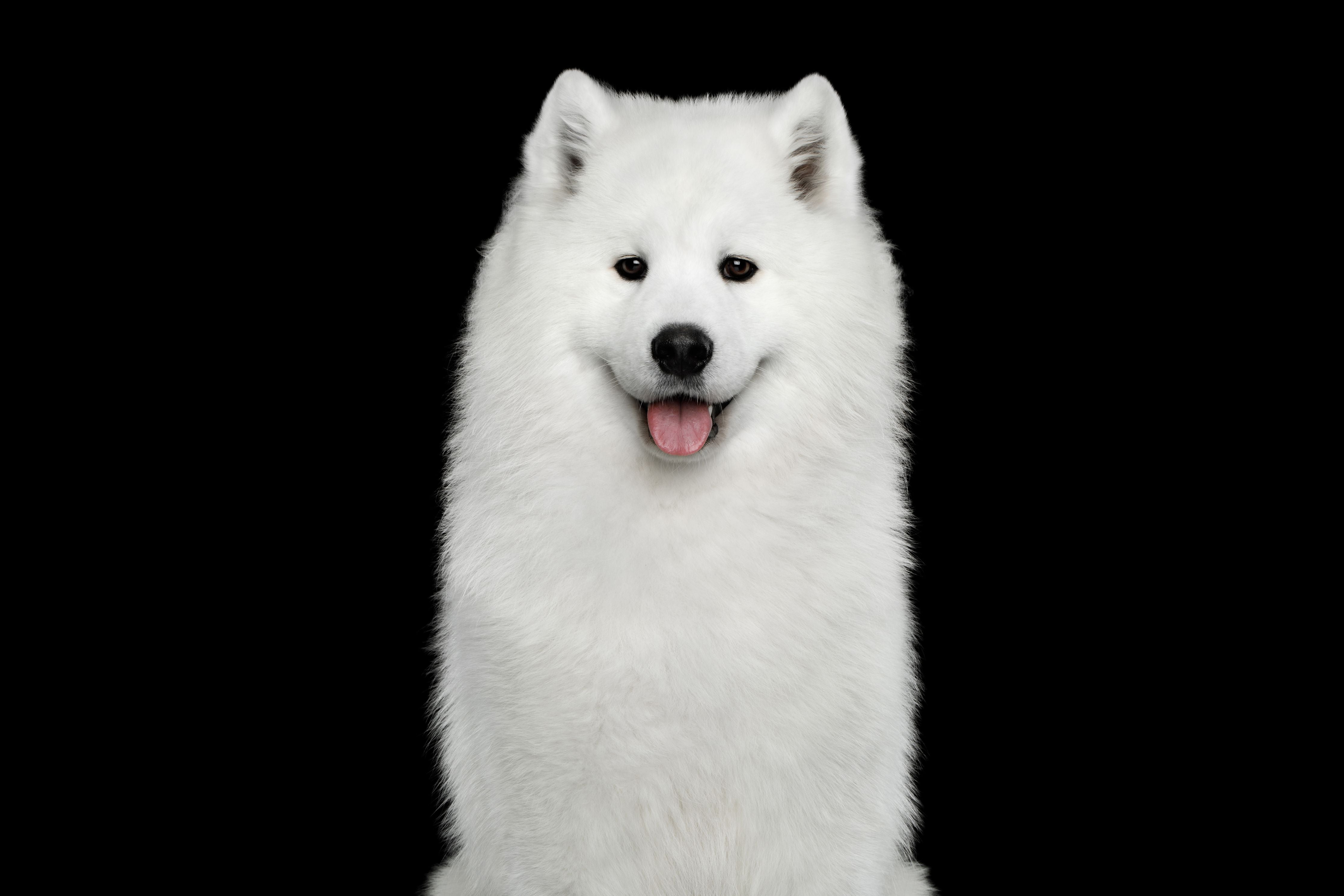 Wandverkleidung Wohnzimmer-Samojeden Hund