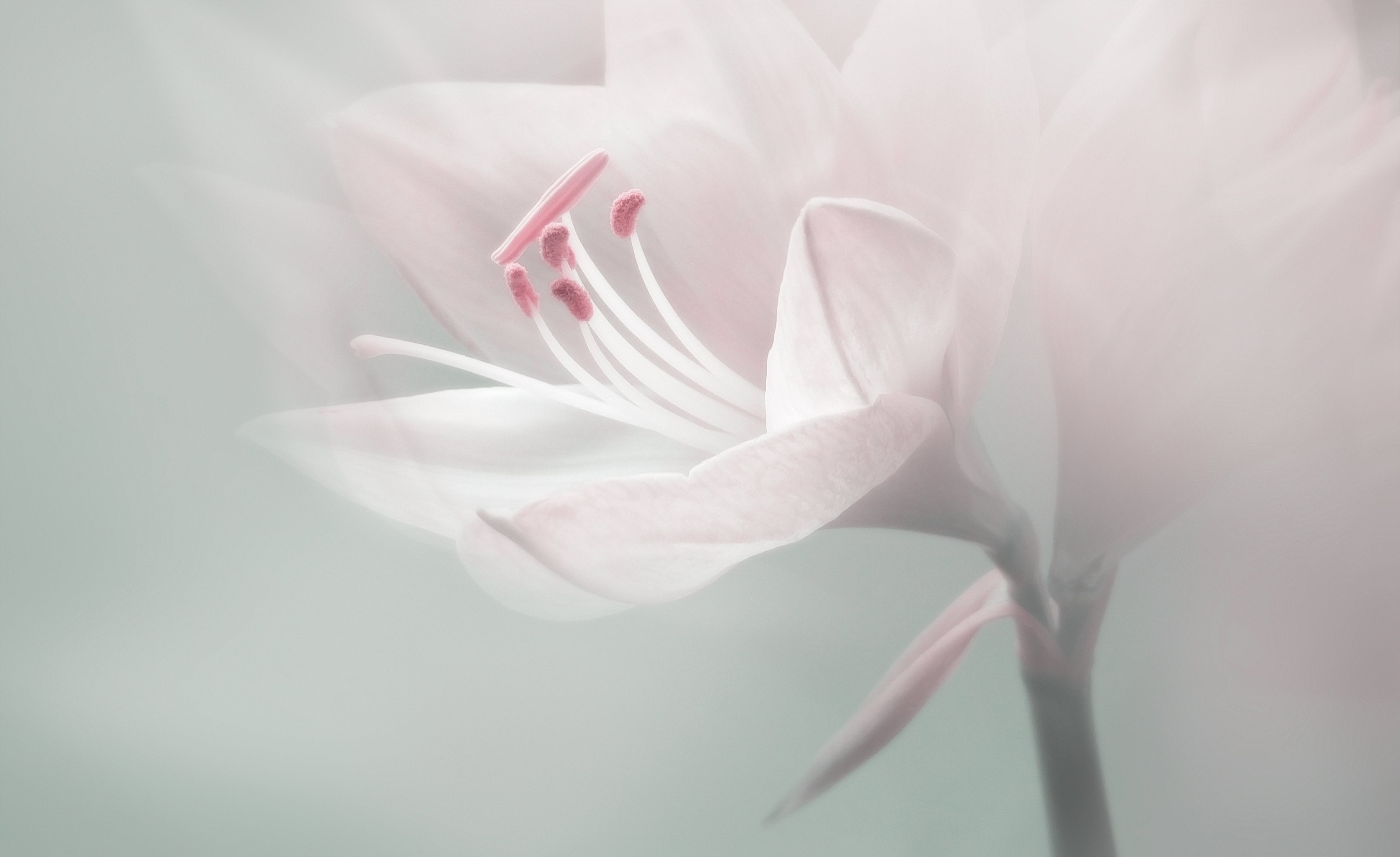 Wandverkleidung Wohnzimmer-Sanfte Blütenfotografie in Pastell