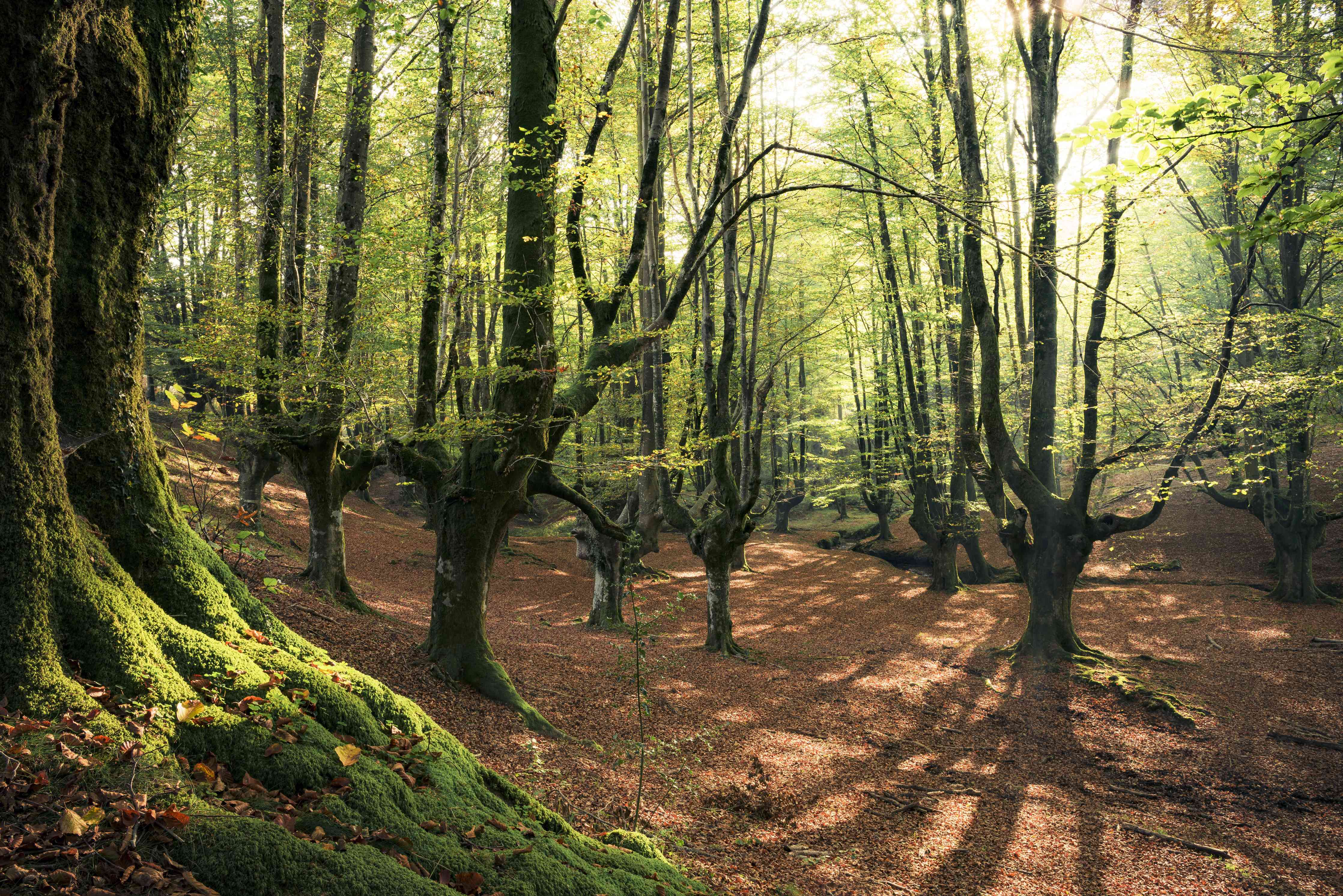 Wandverkleidung Wohnzimmer-Silberne Sonnenstrahlen im Baumdunkel