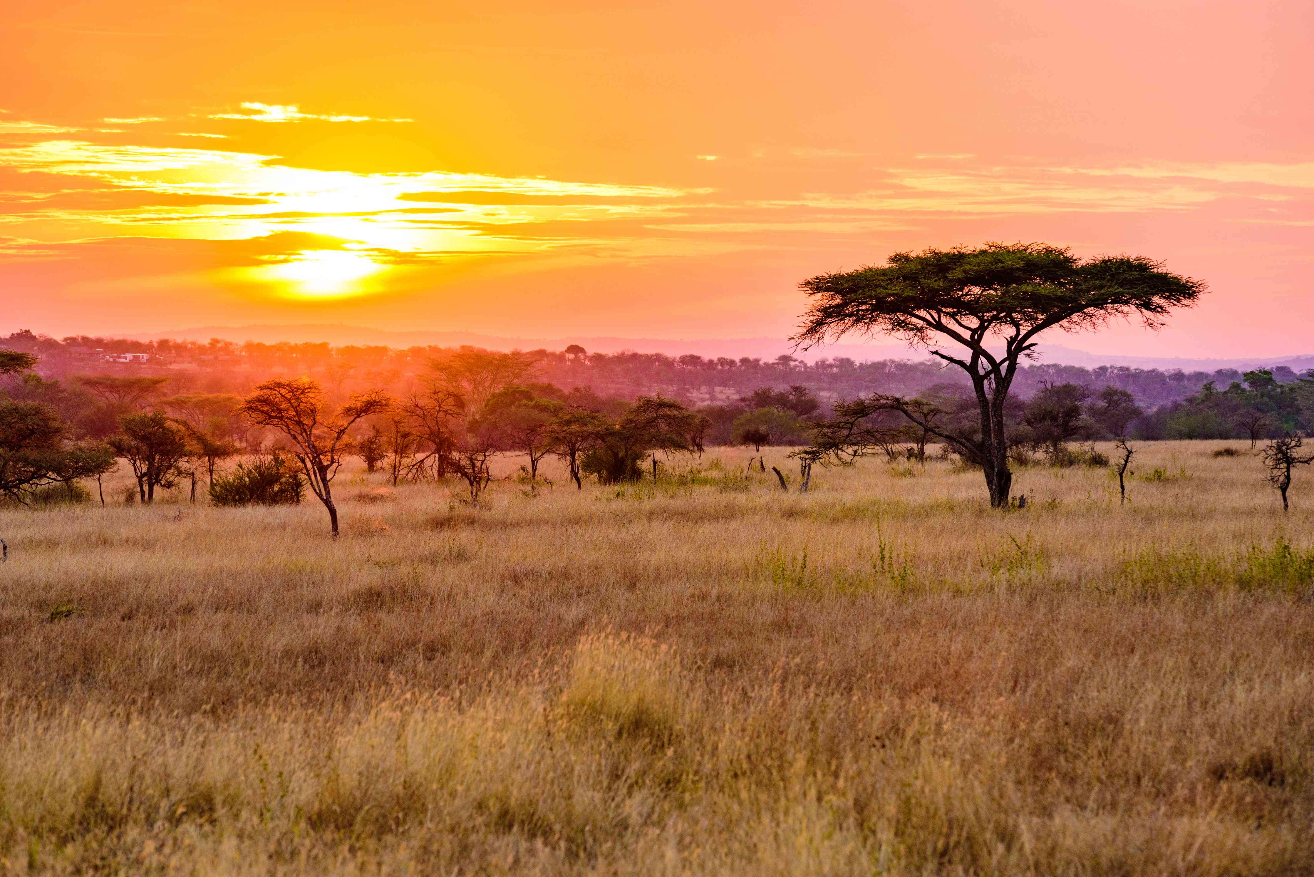 Wandverkleidung Wohnzimmer-Sonnenuntergang in der afrikanischen Savanne