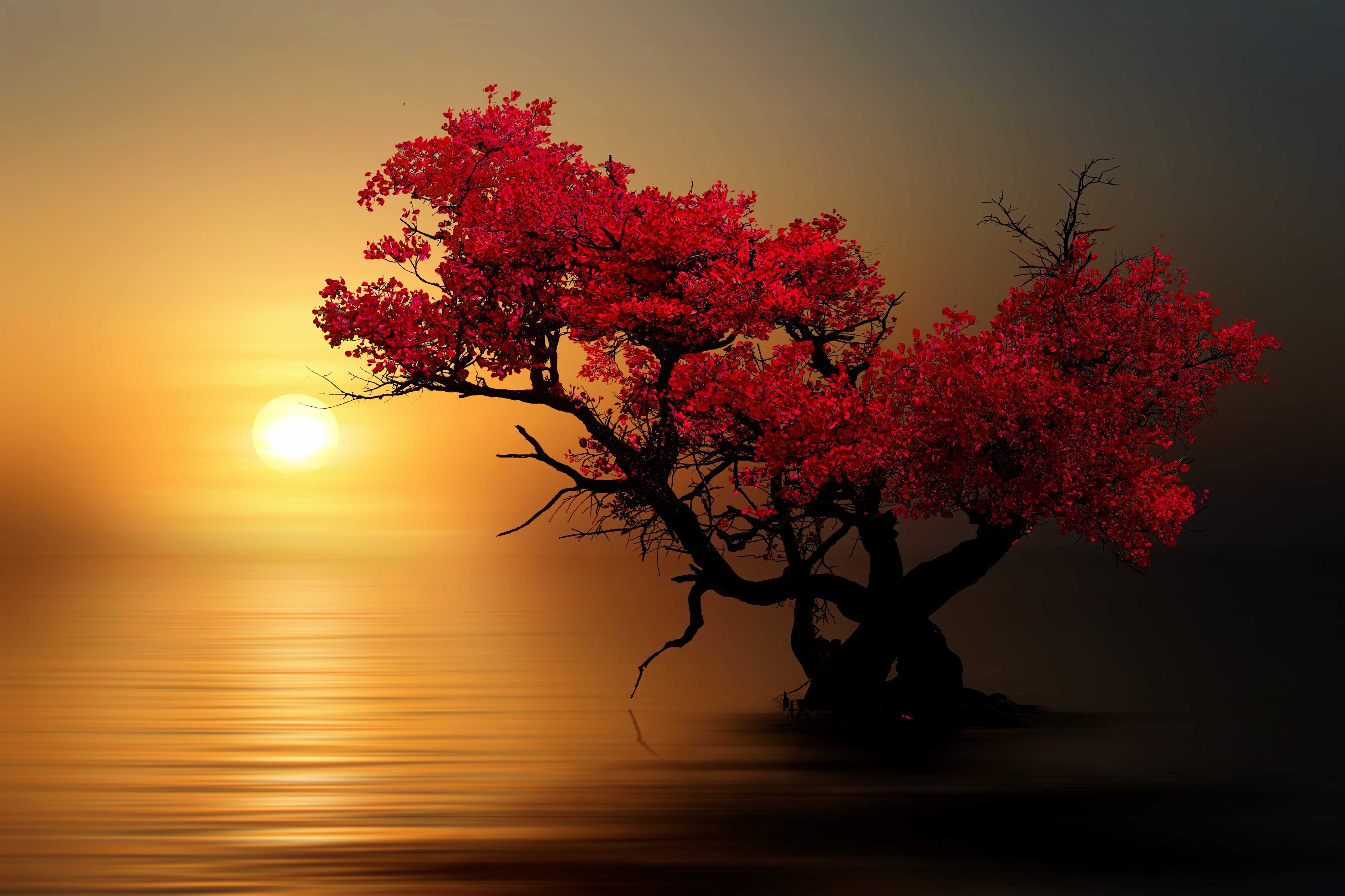 Wandverkleidung Wohnzimmer-Stimmungsvoller Sonnenuntergang mit Baum