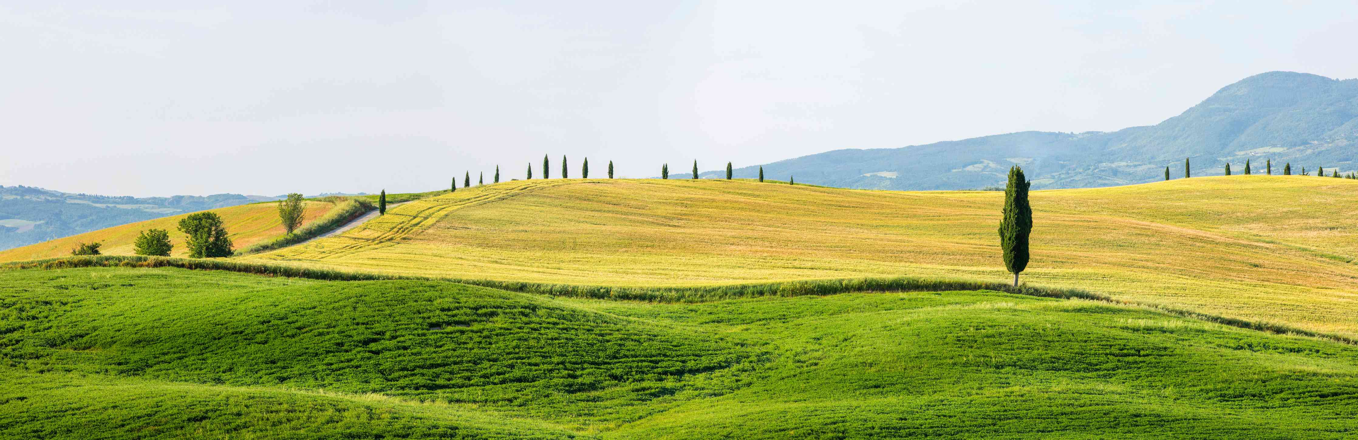 Wandverkleidung Wohnzimmer-Toskana Hügel Panorama Grün-Gelb