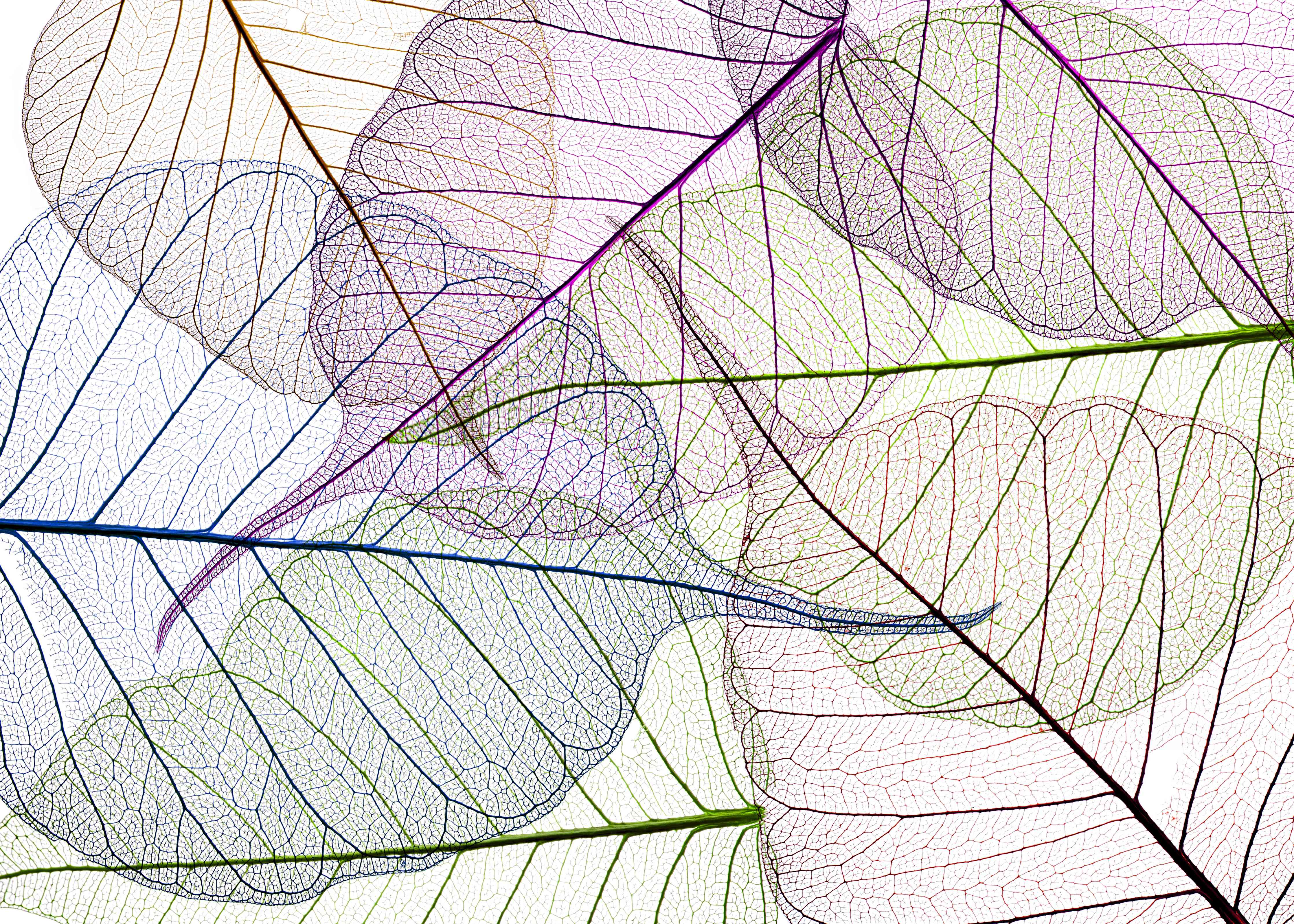 Wandverkleidung Wohnzimmer-Transparentes Blättermuster auf weißem Hintergrund